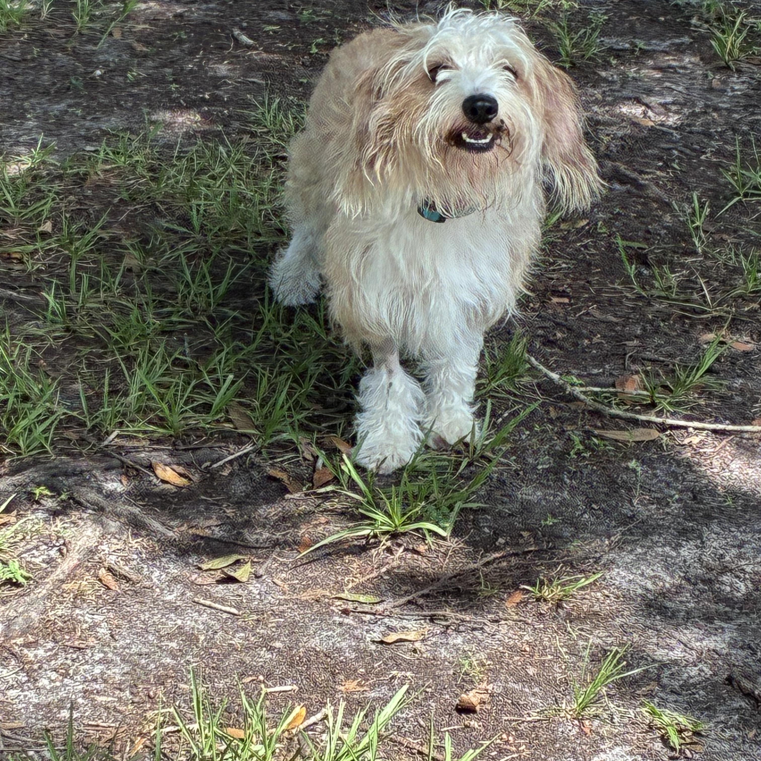 Lincoln, a ADOPTABLE mixed breed in Ruskin, FL image 2/3