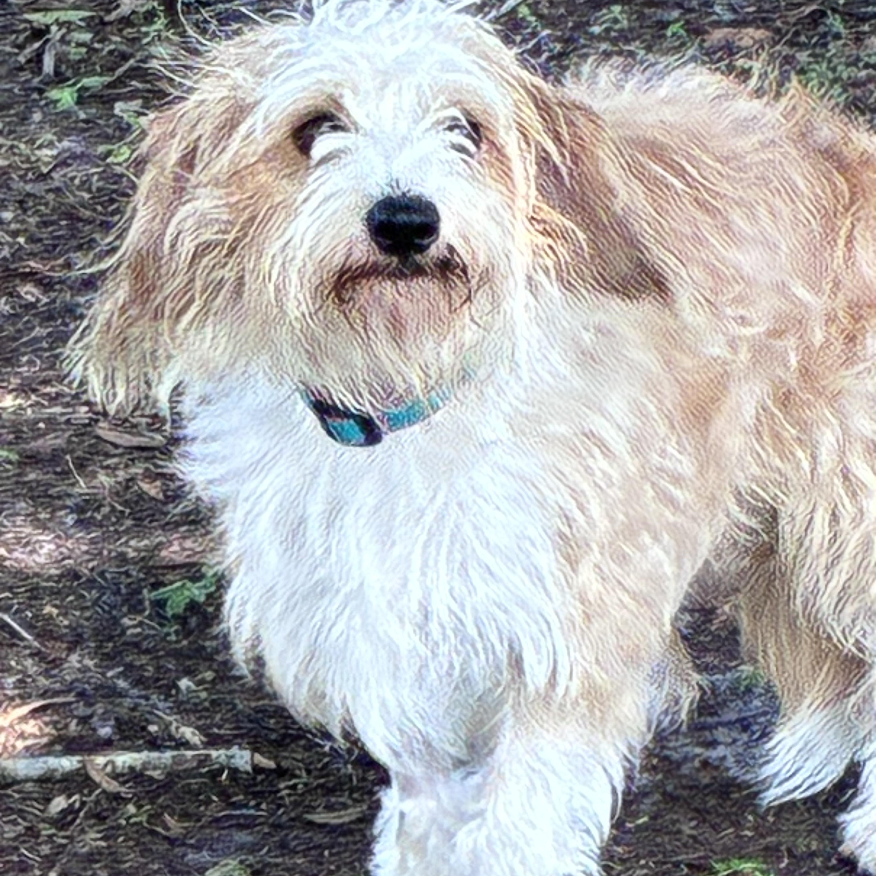 Lincoln, ADOPTABLE, Young Male Cavachon & Corgi.