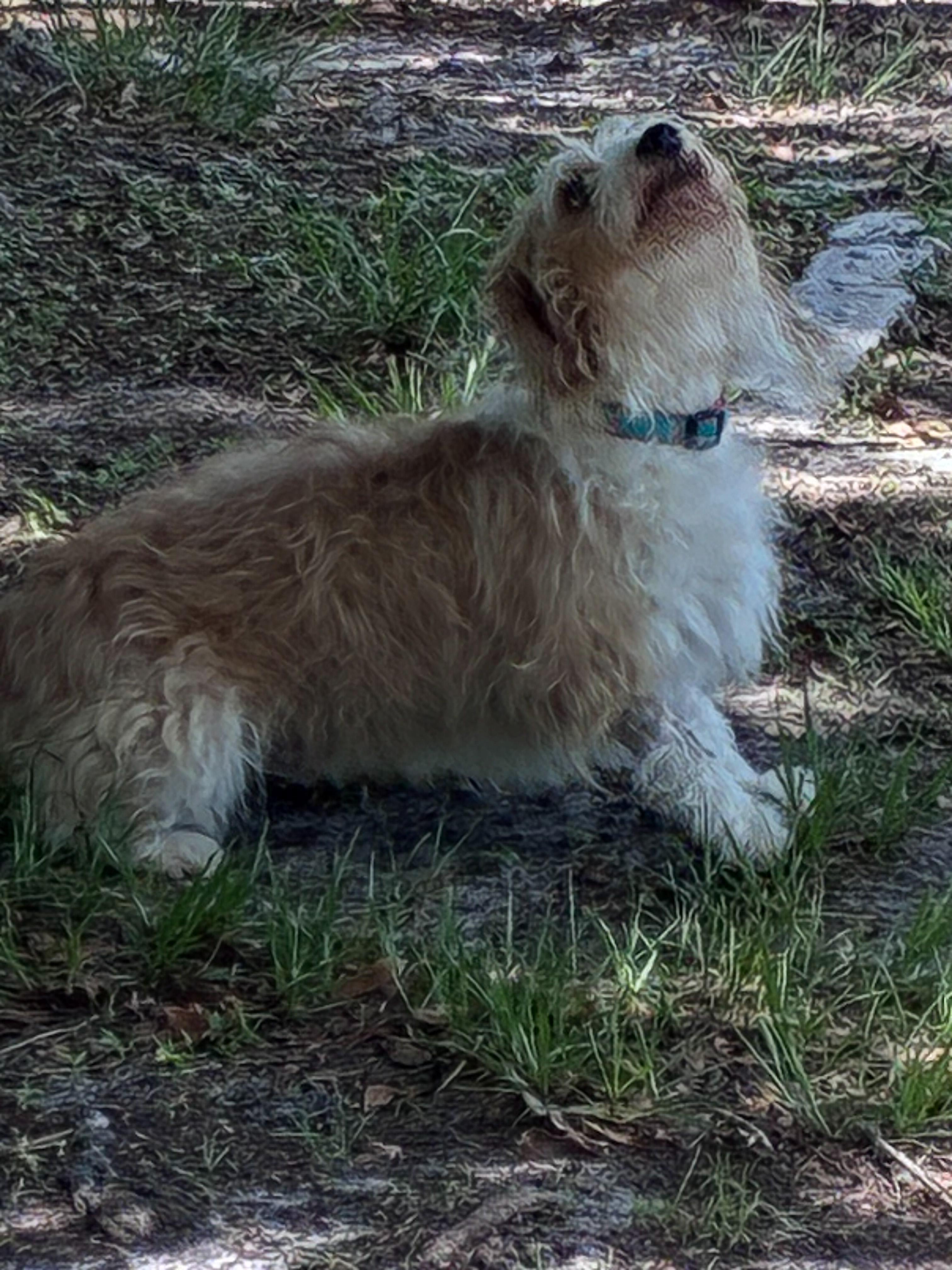 Lincoln, a ADOPTABLE mixed breed in Ruskin, FL image 3/3