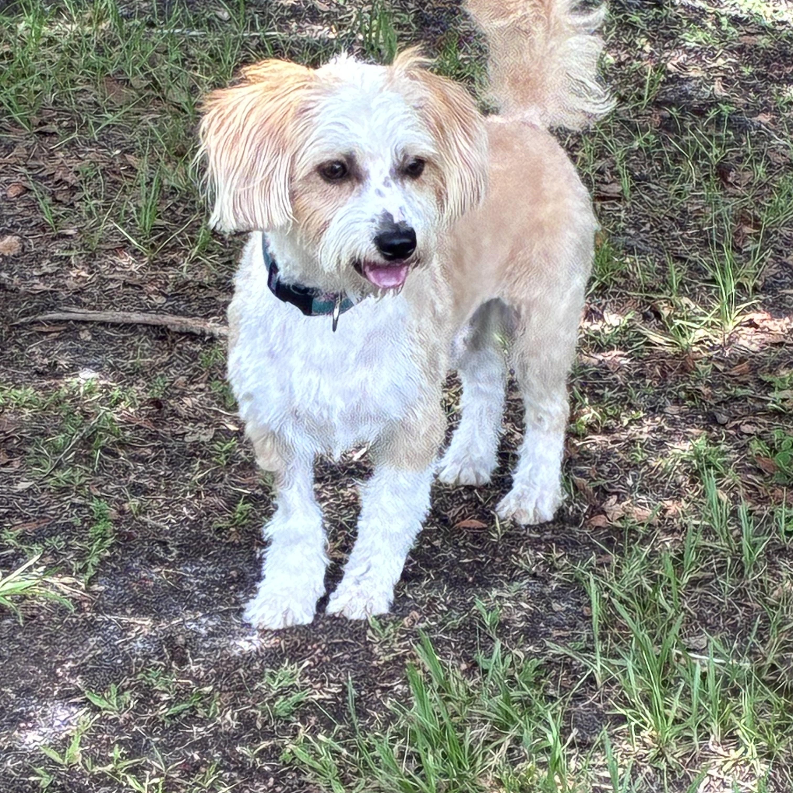 Enlarge Lincoln, an adopted mixed breed in Ruskin, FL image 1/4