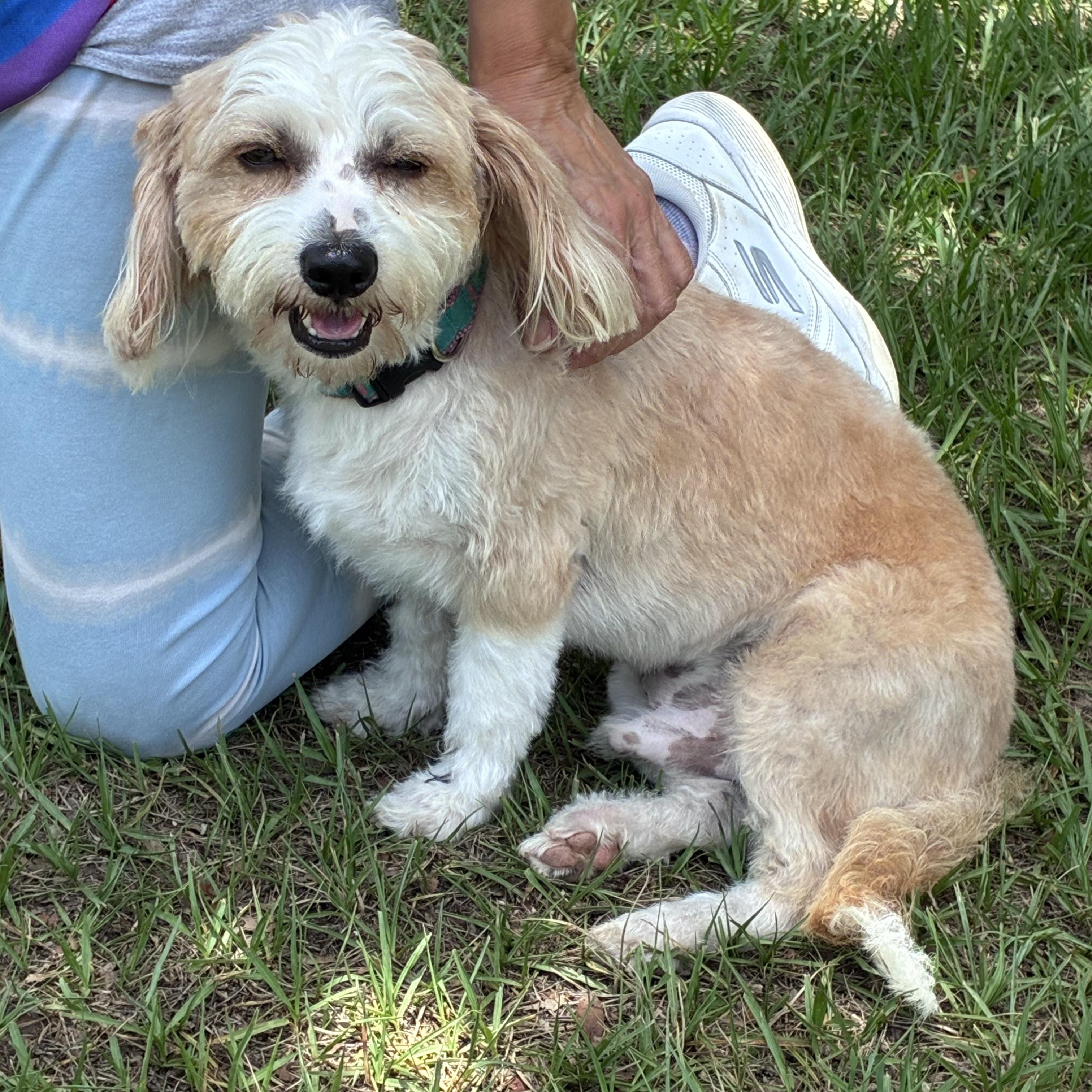 Enlarge Lincoln, an adopted mixed breed in Ruskin, FL image 2/4