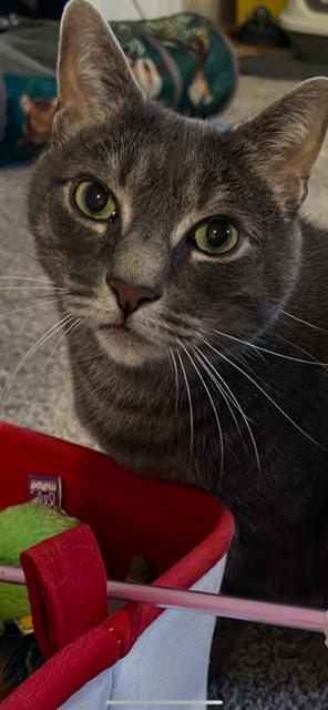 Enlarge Shadow, a Adoptable American Shorthair in Westwood, NJ image 1/2