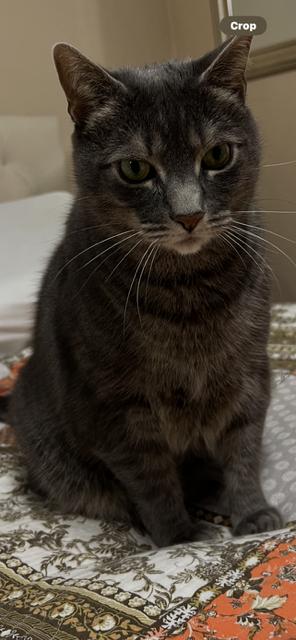 Enlarge Shadow, a Adoptable American Shorthair in Westwood, NJ image 2/2