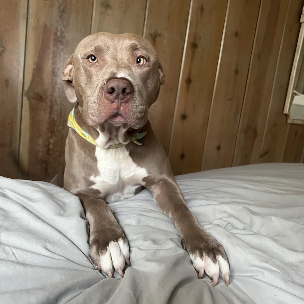 Cashew, Adoptable, Adult Male Pit Bull Terrier & American Bully.