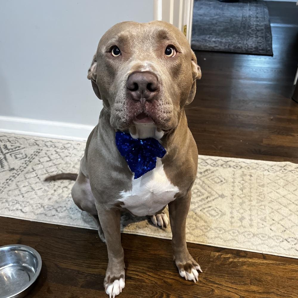 Cashew, a Adoptable mixed breed in Reynoldsburg, OH image 5/6