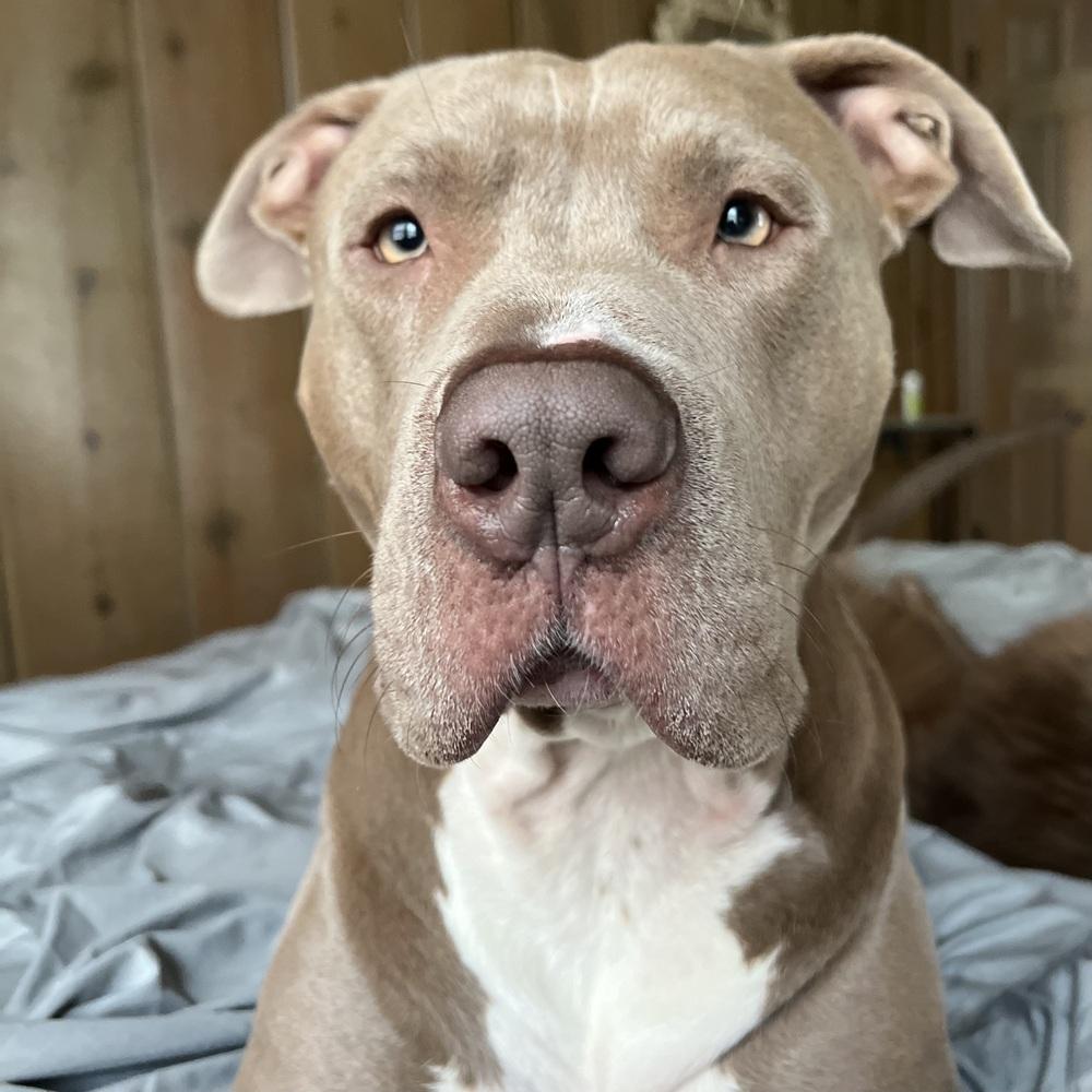 Cashew, a Adoptable mixed breed in Reynoldsburg, OH image 6/6