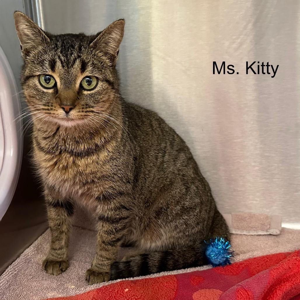 Enlarge Ms. Kitty, a Adoptable mixed breed in Phoenix, AZ image 1/3