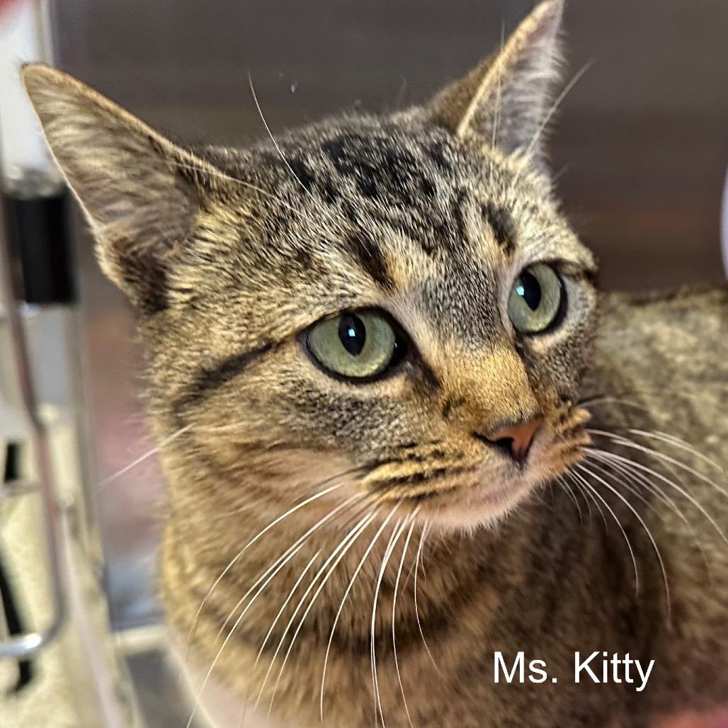 Enlarge Ms. Kitty, a Adoptable mixed breed in Phoenix, AZ image 3/3