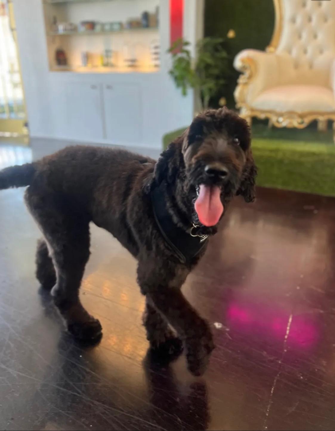 KODAK: calm loving Labradoodle, Adopted, Adult Male Labradoodle.