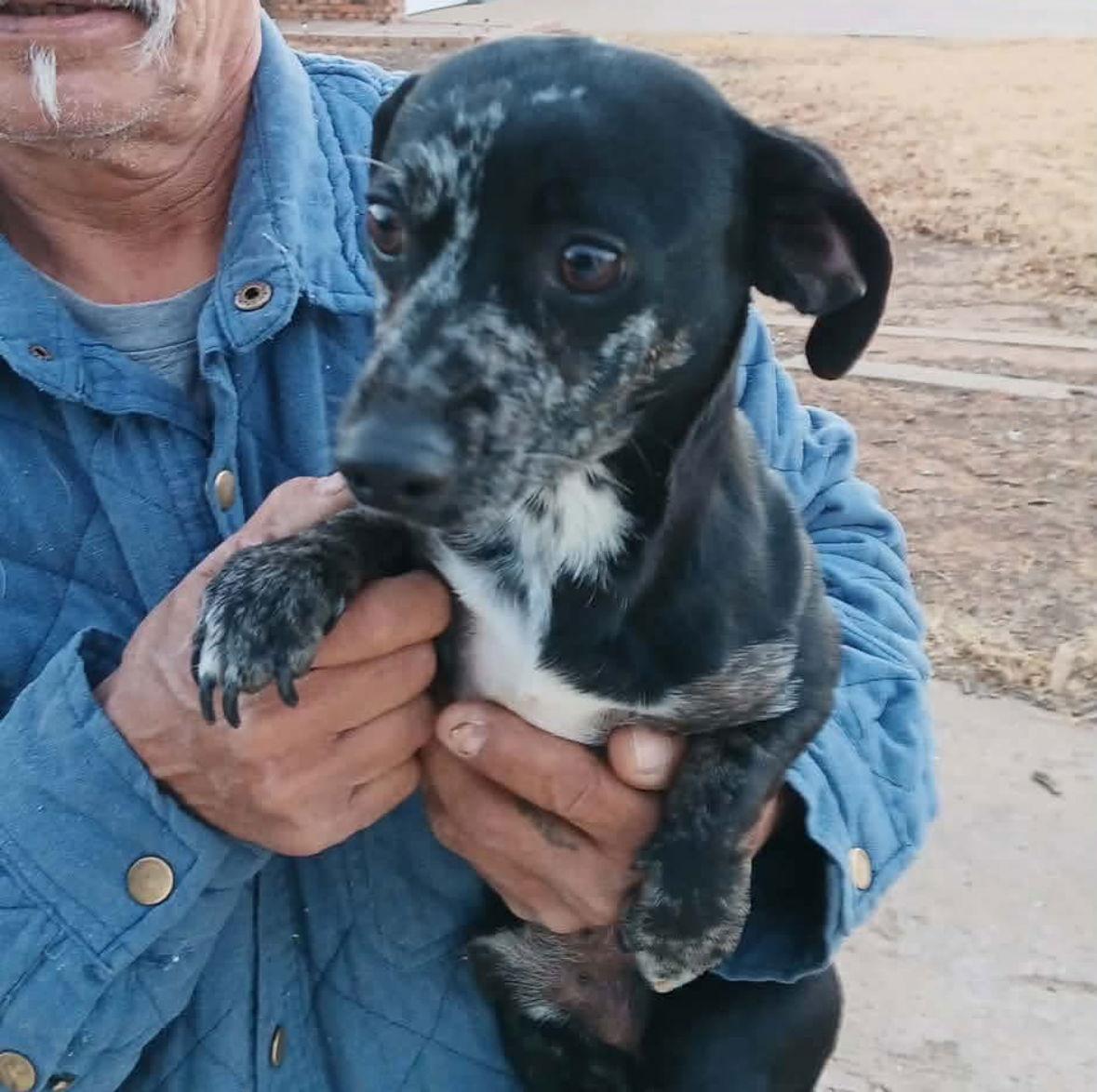 SPONSOR OR FOSTER ME - Freckles, Adoptable, Young Male Dachshund.