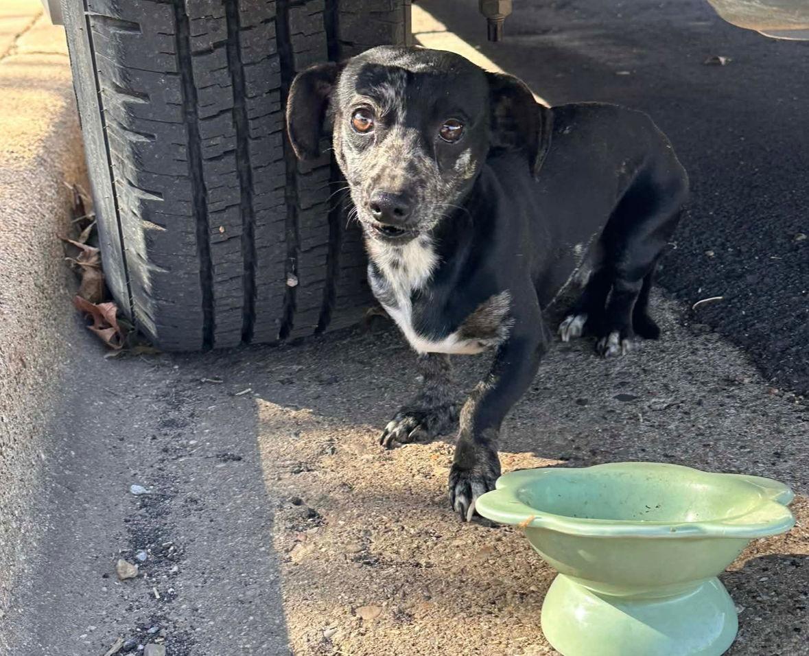 FOSTER ME - Freckles, a Adoptable Dachshund in Grafton, WI image 2/3