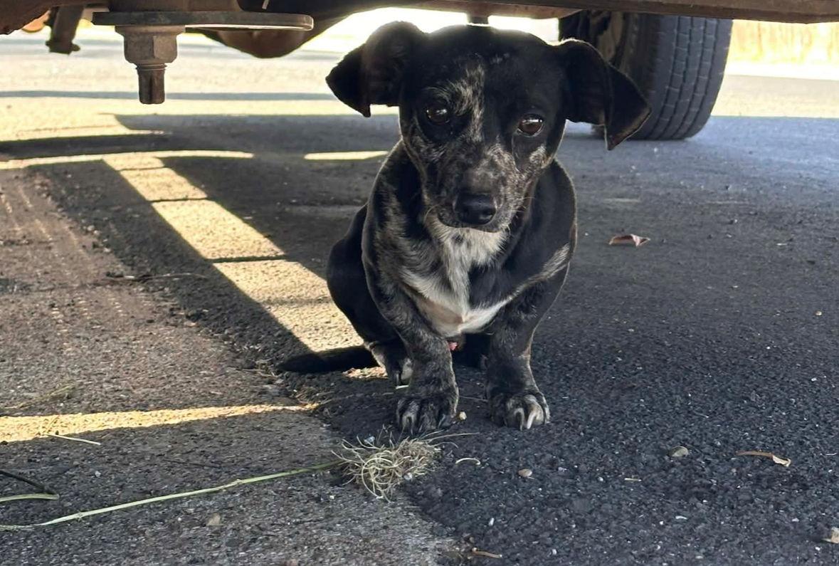 FOSTER ME - Freckles, a Adoptable Dachshund in Grafton, WI image 3/3