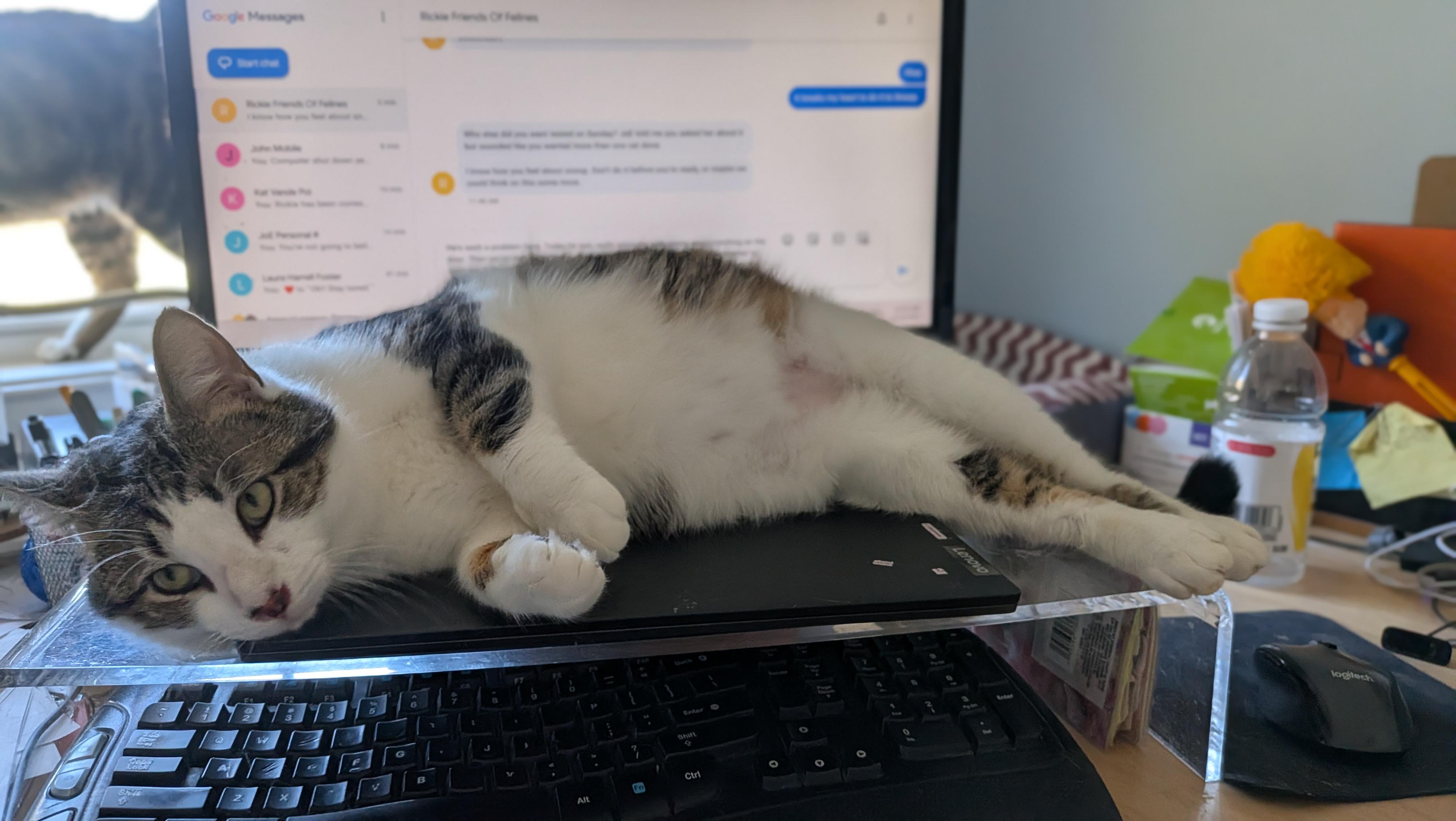 Enlarge Heart, an adopted Domestic Short Hair in Wilmington, NC image 1/1