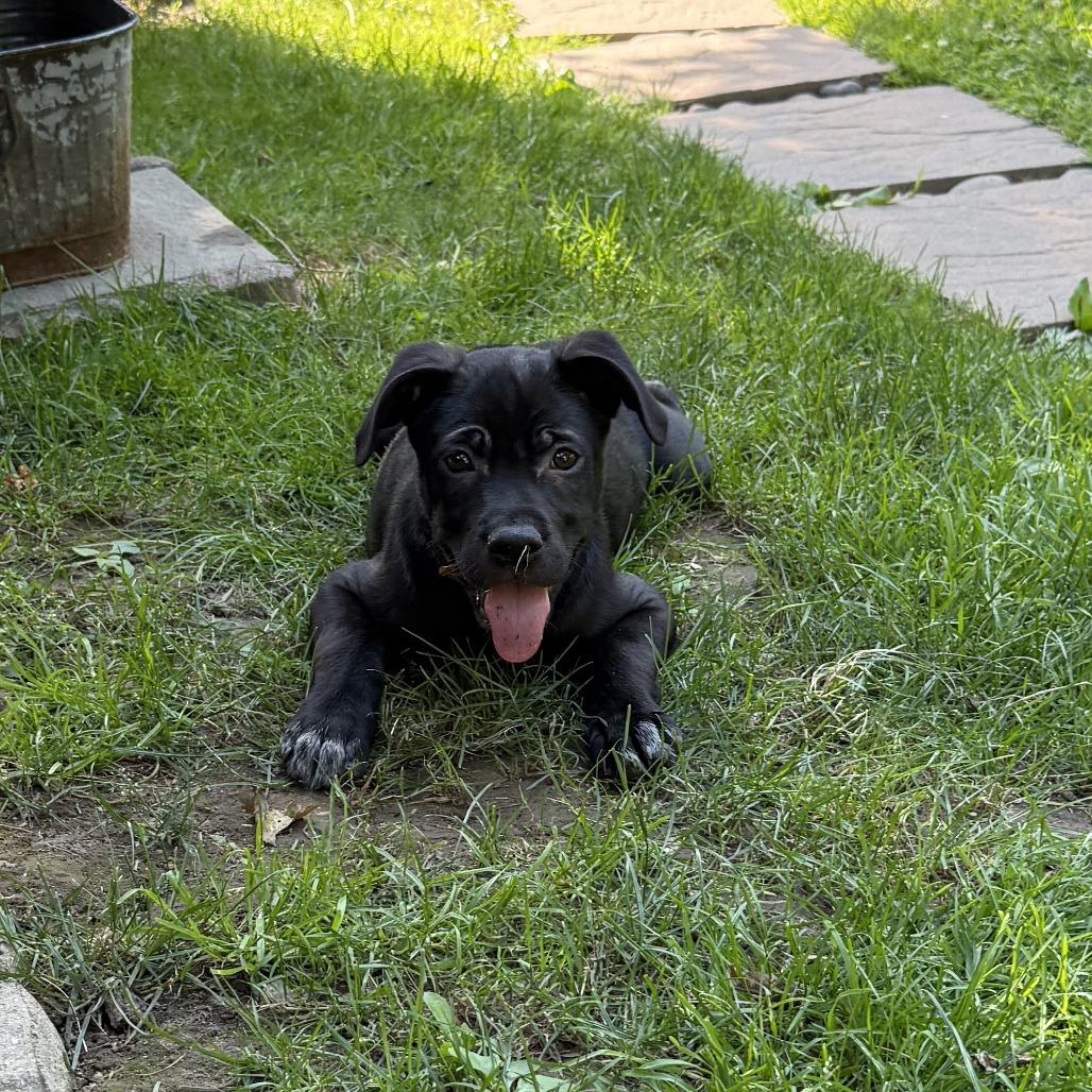 Enlarge NY Ding Dong (Foster in Yorktown Heights NY), a Adoptable mixed breed in Eastford, CT image 2/4