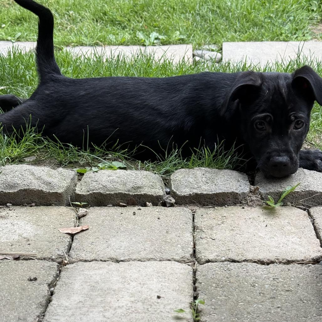 Enlarge NY Ding Dong (Foster in Yorktown Heights NY), a Adoptable mixed breed in Eastford, CT image 3/4