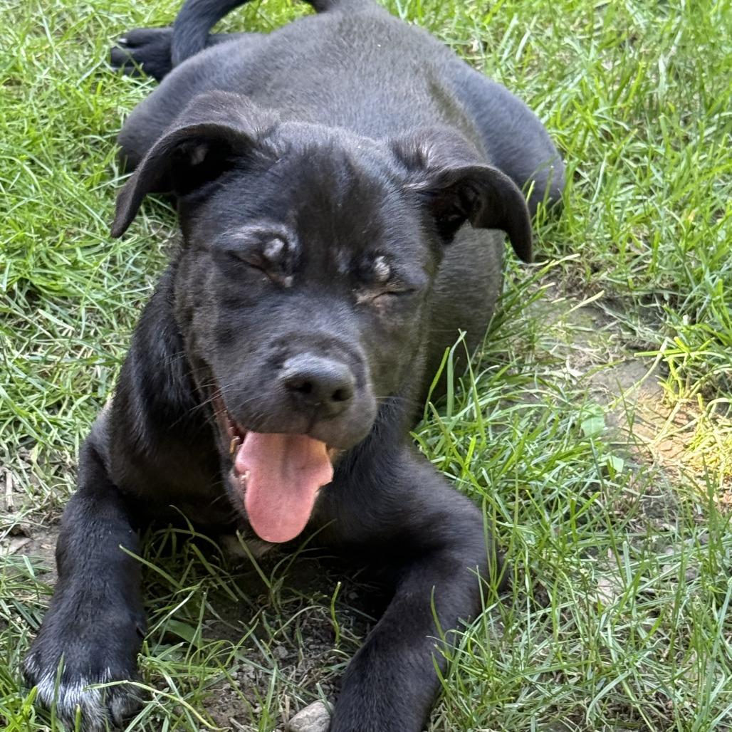 Enlarge NY Ding Dong (Foster in Yorktown Heights NY), a Adoptable mixed breed in Eastford, CT image 4/4
