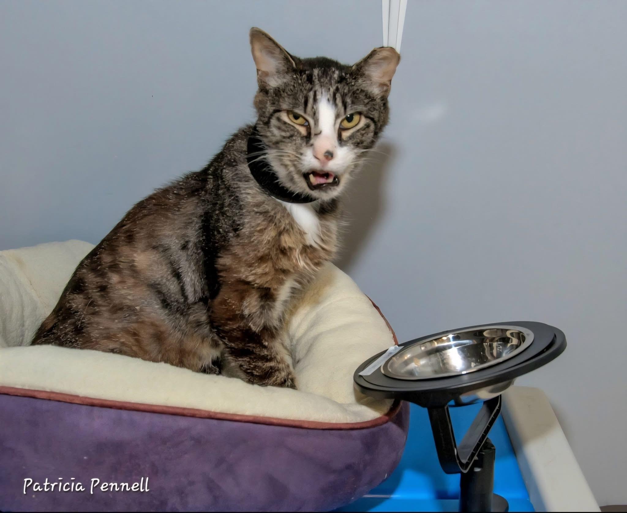 Filo (Special Needs - Megaesophagus), a ADOPTABLE Domestic Short Hair in Grand Rapids, MI image 6/6