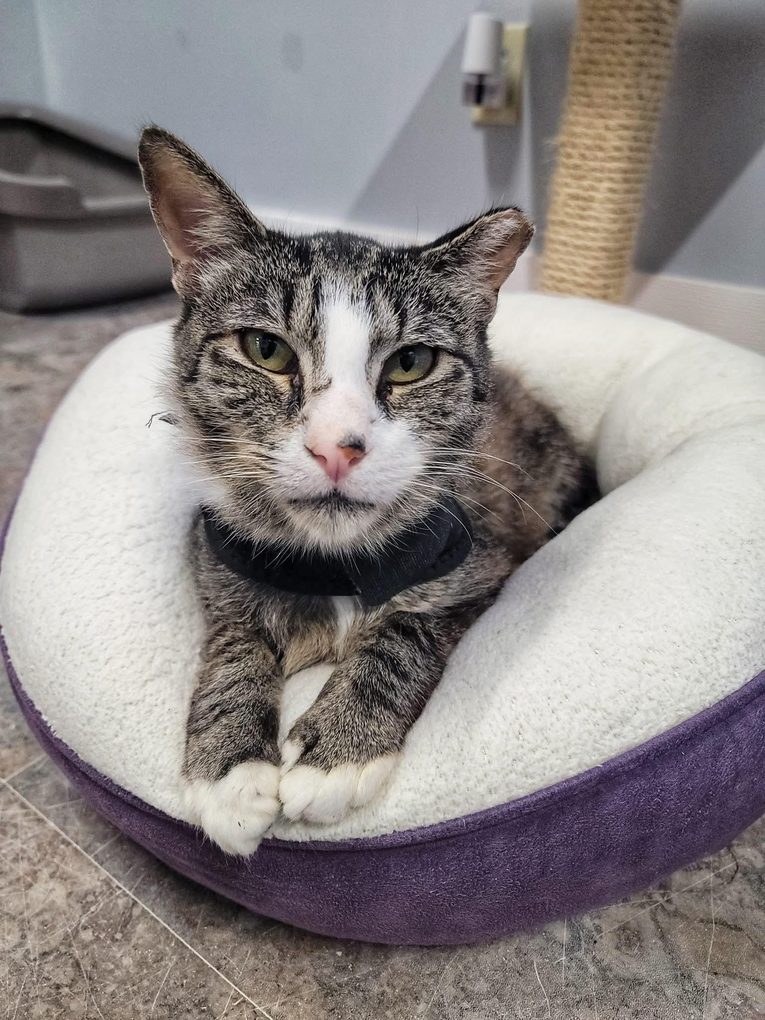 Filo (Special Needs - Megaesophagus), a ADOPTABLE Domestic Short Hair in Grand Rapids, MI image 2/6