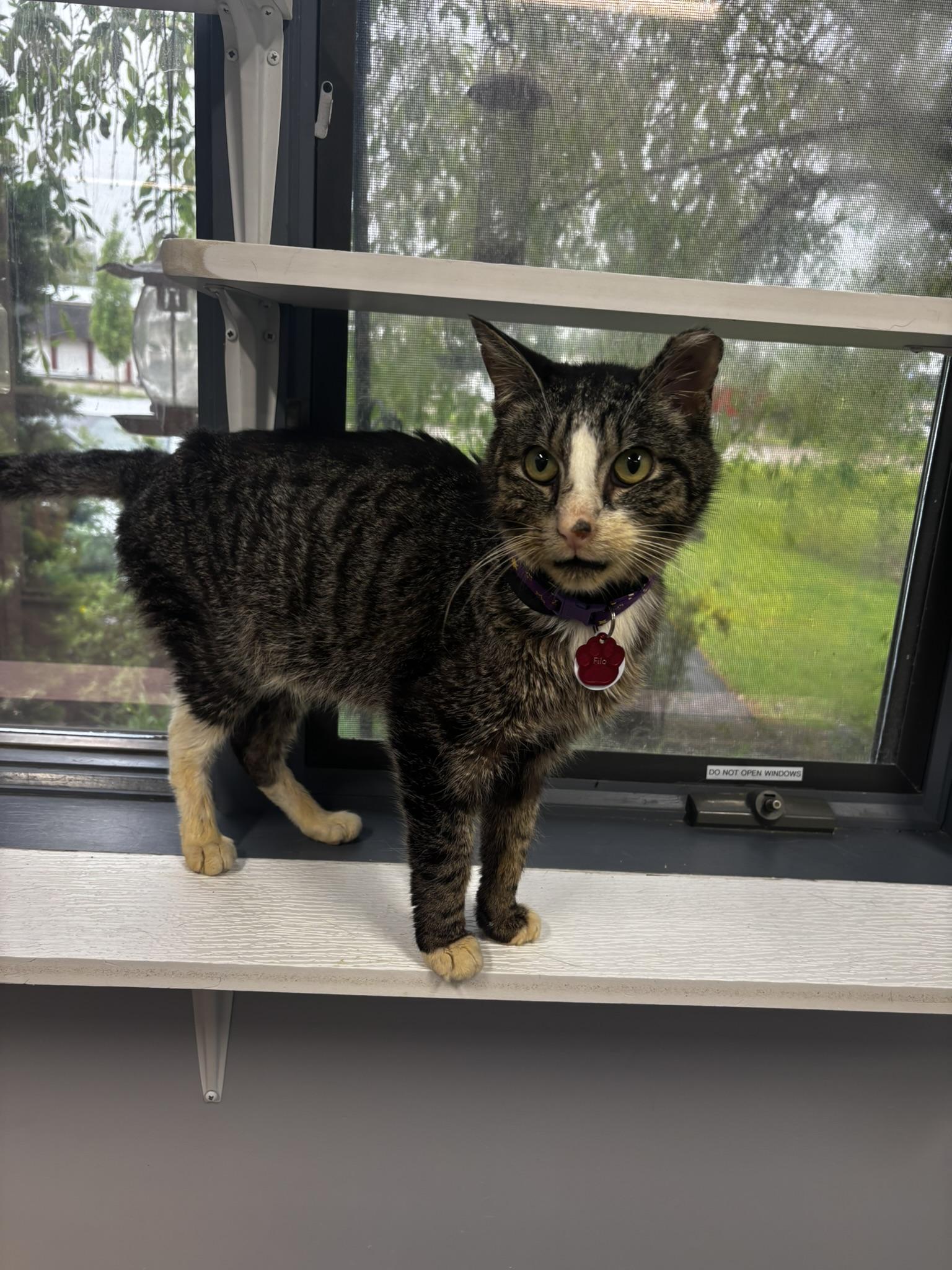 Filo (Special Needs - Megaesophagus), a ADOPTABLE Domestic Short Hair in Grand Rapids, MI image 4/6