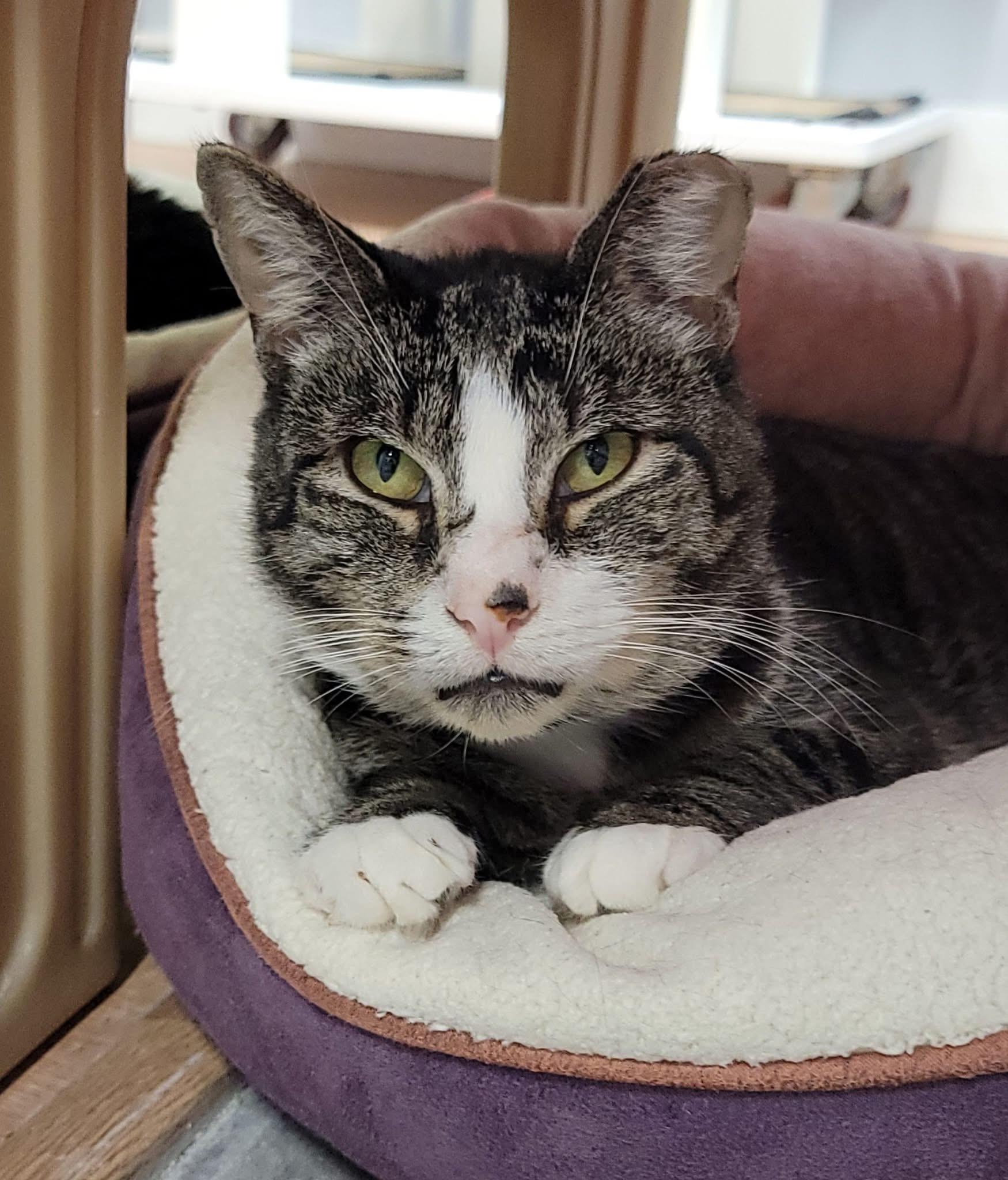 Filo (Special Needs - Megaesophagus), ADOPTABLE, Adult Male Domestic Short Hair.