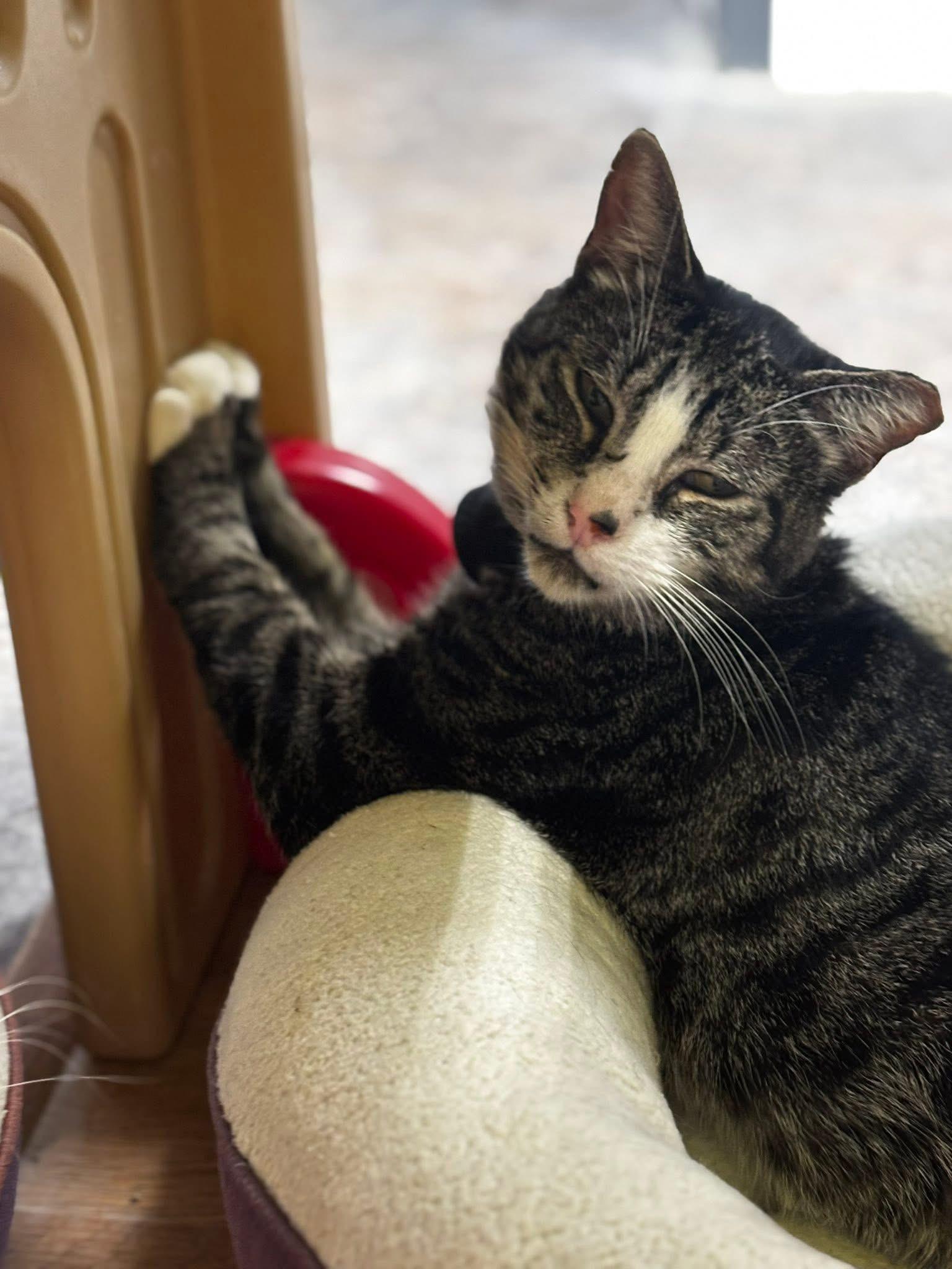 Filo (Special Needs - Megaesophagus), a ADOPTABLE Domestic Short Hair in Grand Rapids, MI image 3/6