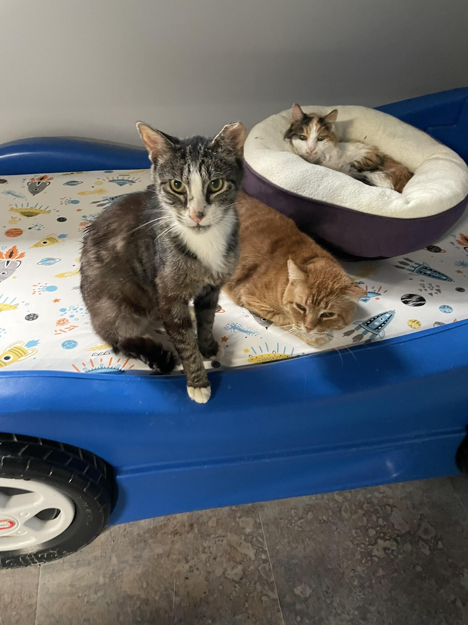 Filo (Special Needs - Megaesophagus), a ADOPTABLE Domestic Short Hair in Grand Rapids, MI image 5/6