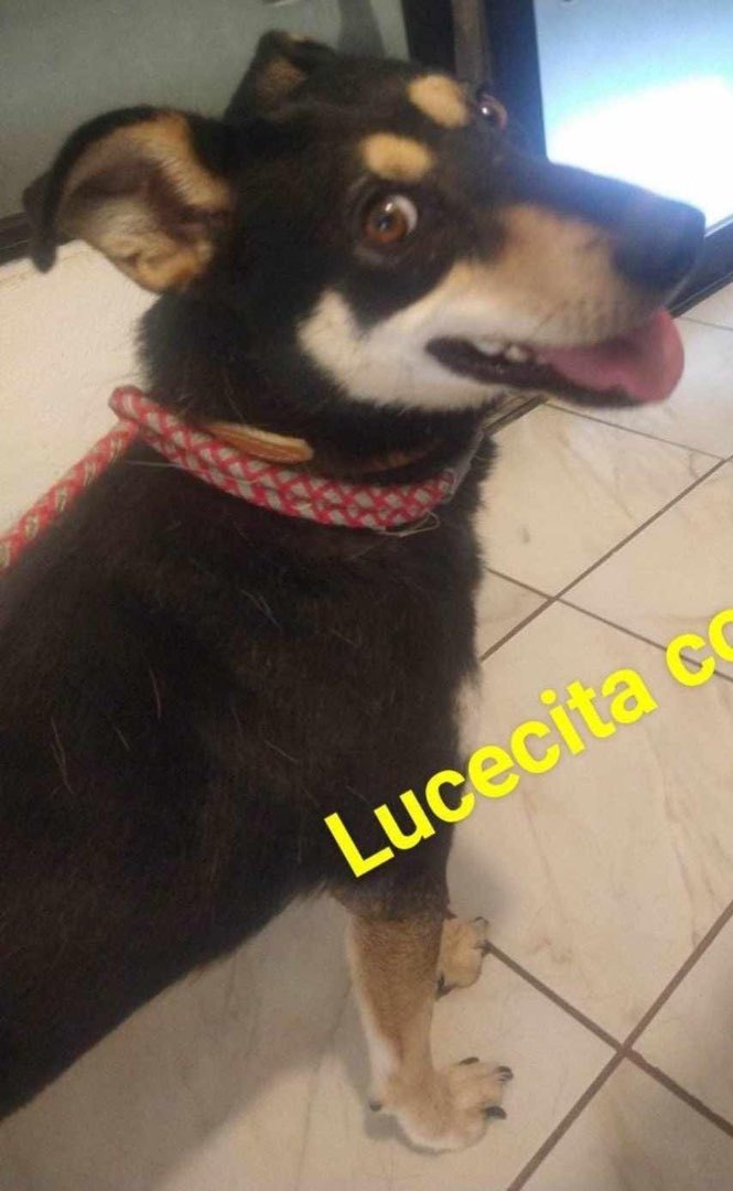 Lucecita, Adopted, Adult Female Australian Kelpie.