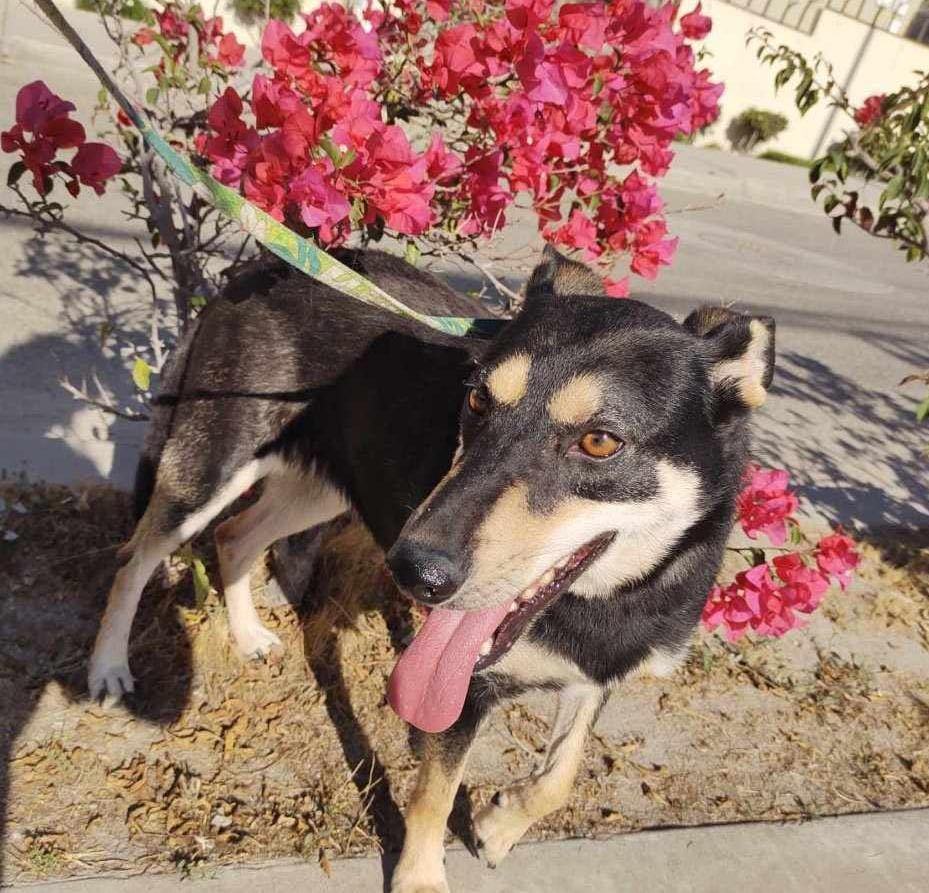 Enlarge Lucecita, a Adopted mixed breed in Chula Vista, CA image 2/6