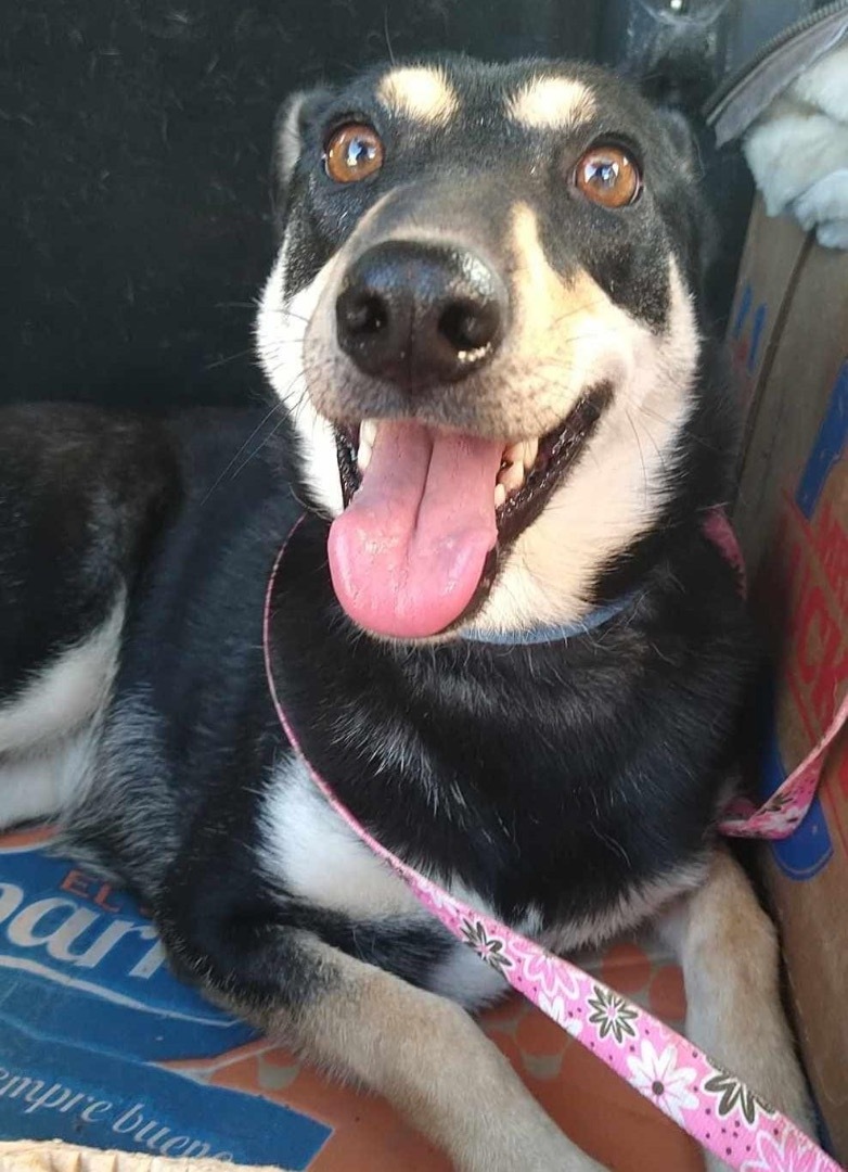 Enlarge Lucecita, a Adopted mixed breed in Chula Vista, CA image 3/6