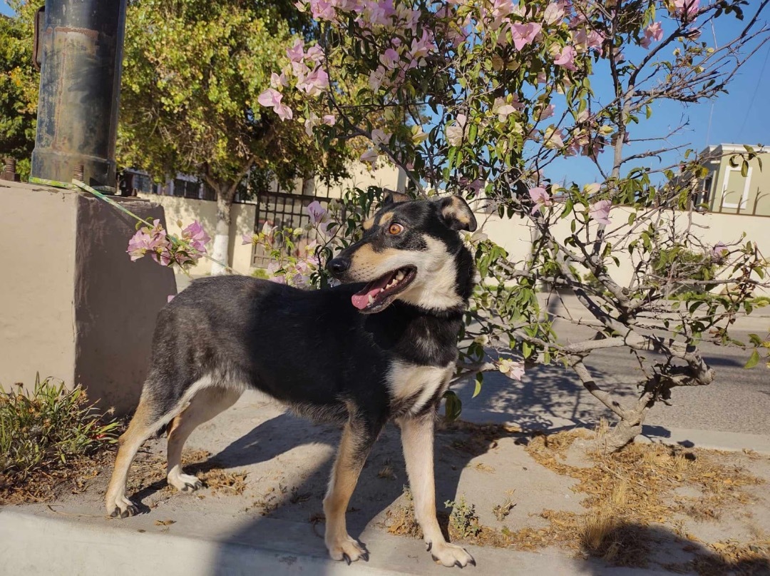 Enlarge Lucecita, a Adopted mixed breed in Chula Vista, CA image 4/6