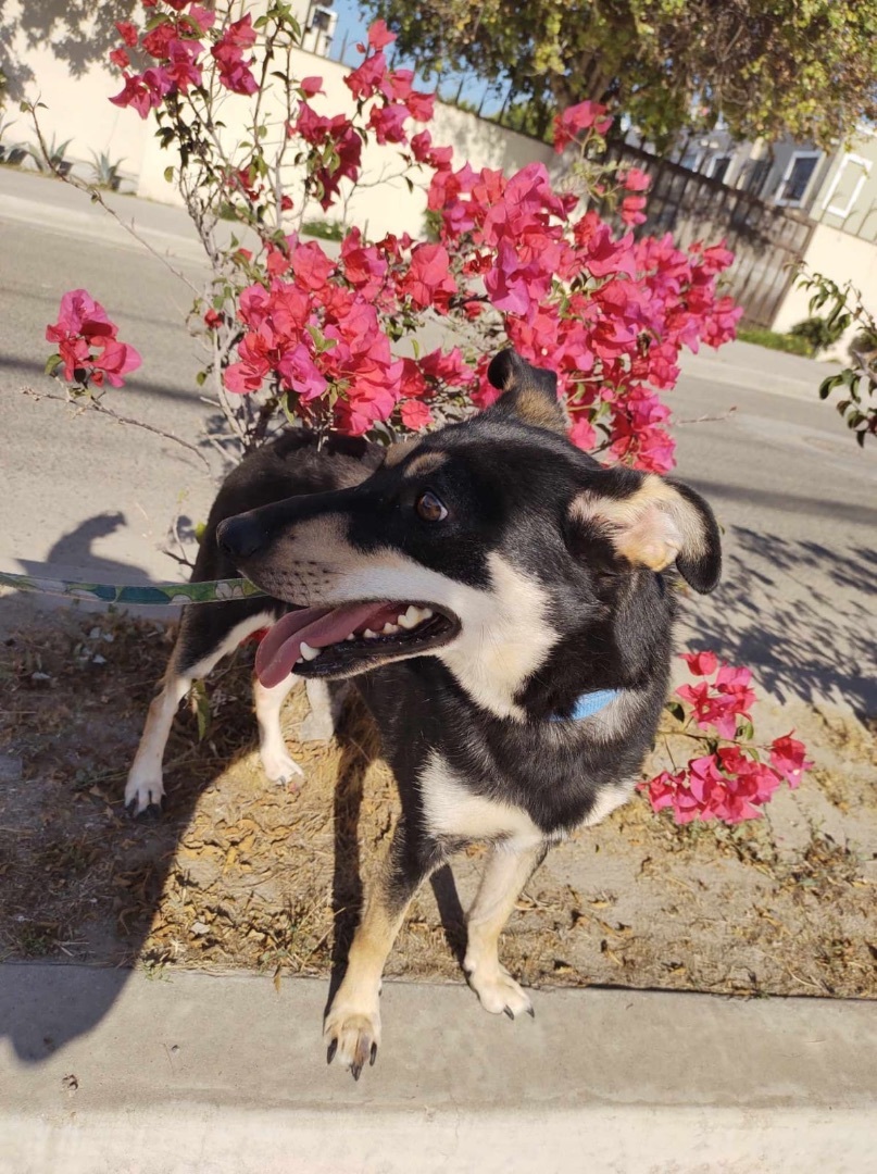 Enlarge Lucecita, a Adopted mixed breed in Chula Vista, CA image 5/6