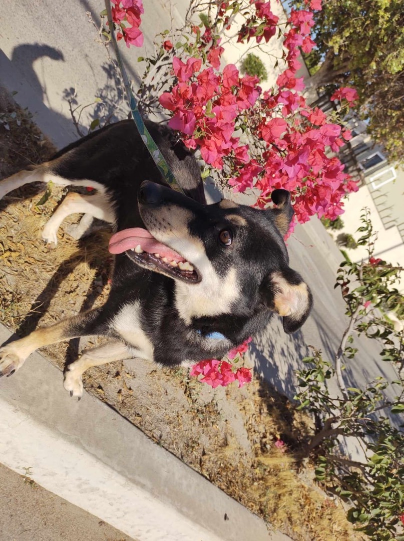 Enlarge Lucecita, a Adopted mixed breed in Chula Vista, CA image 6/6