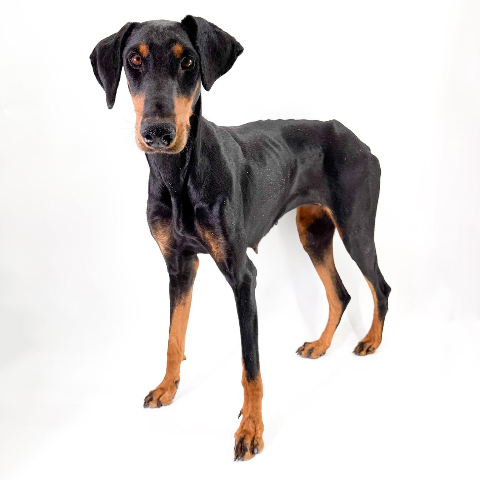 Enlarge Sonora , a ADOPTABLE Doberman Pinscher in Scottsdale, AZ image 2/3