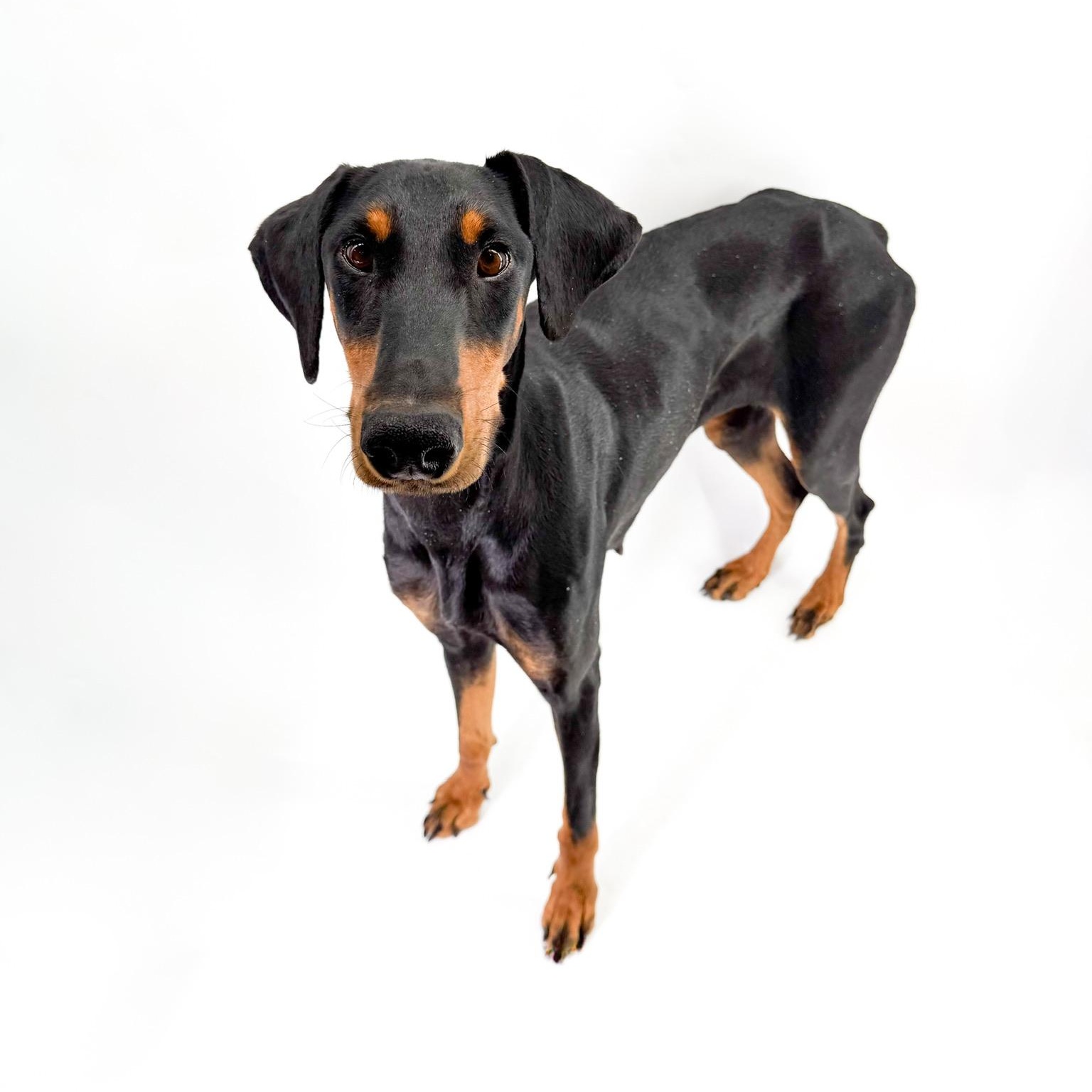 Enlarge Sonora , a ADOPTABLE Doberman Pinscher in Scottsdale, AZ image 3/3