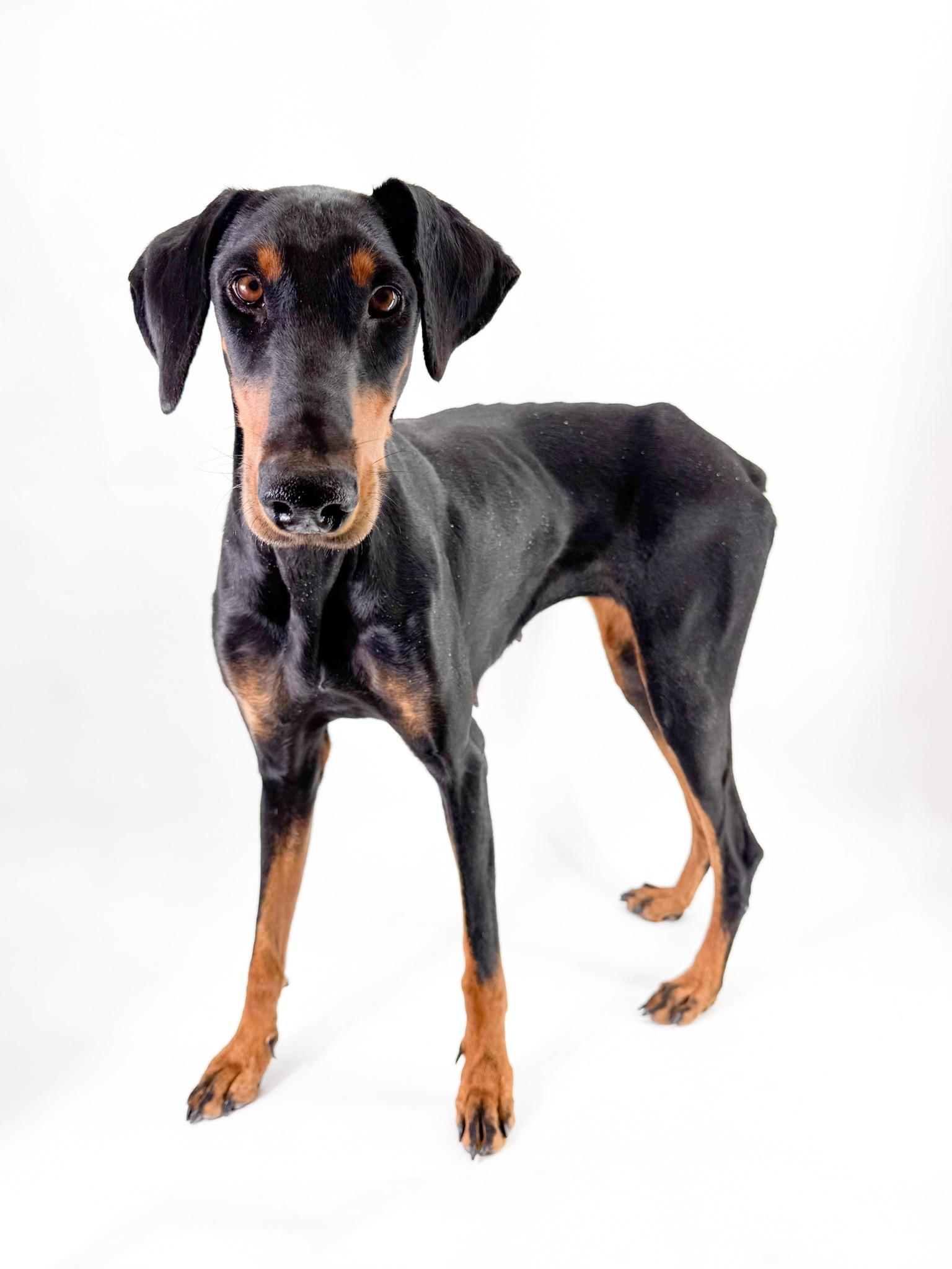 Enlarge Sonora , a ADOPTABLE Doberman Pinscher in Scottsdale, AZ image 1/3