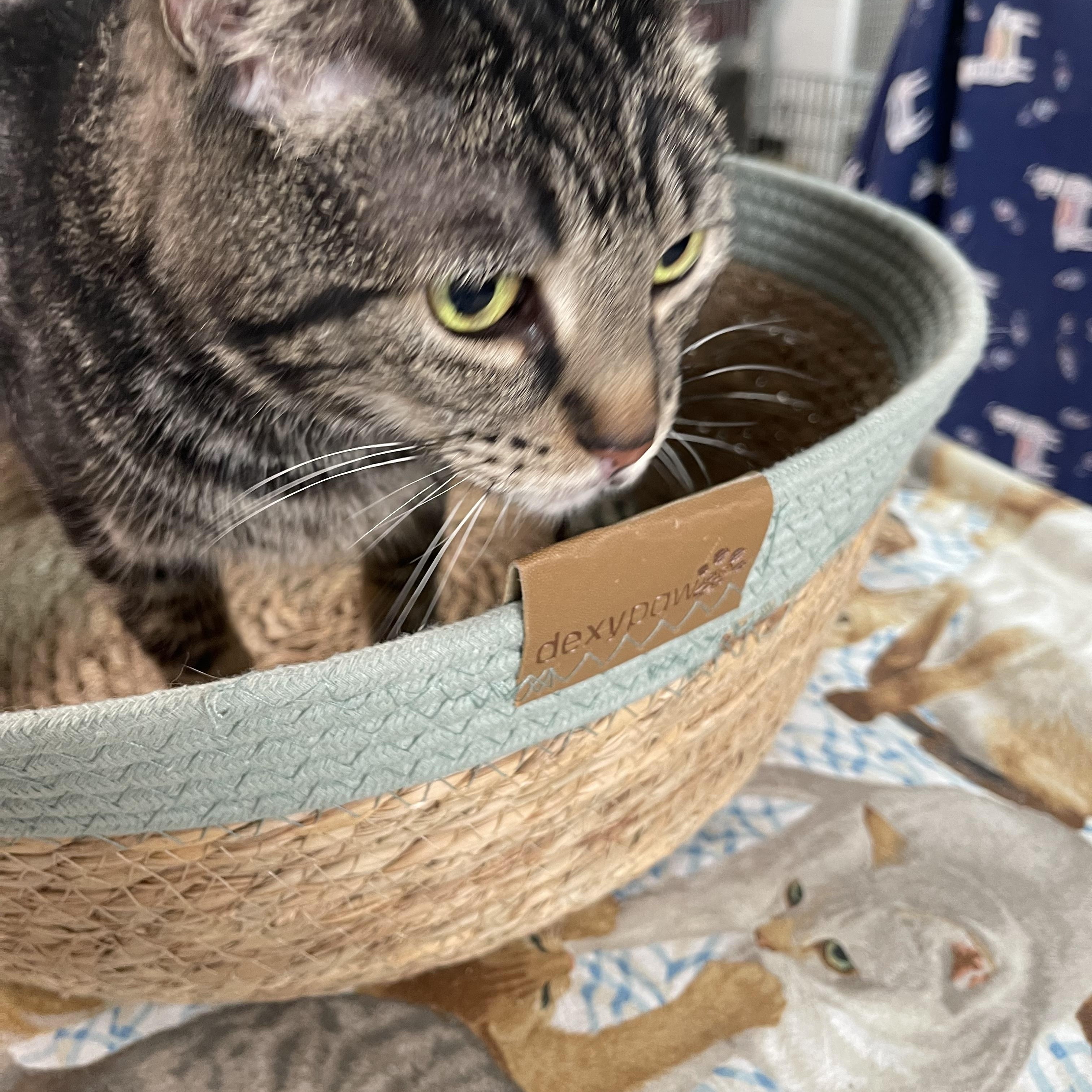 Pepsi - Front Paw Declawed, a Adoptable Tabby in Livonia, MI image 4/5