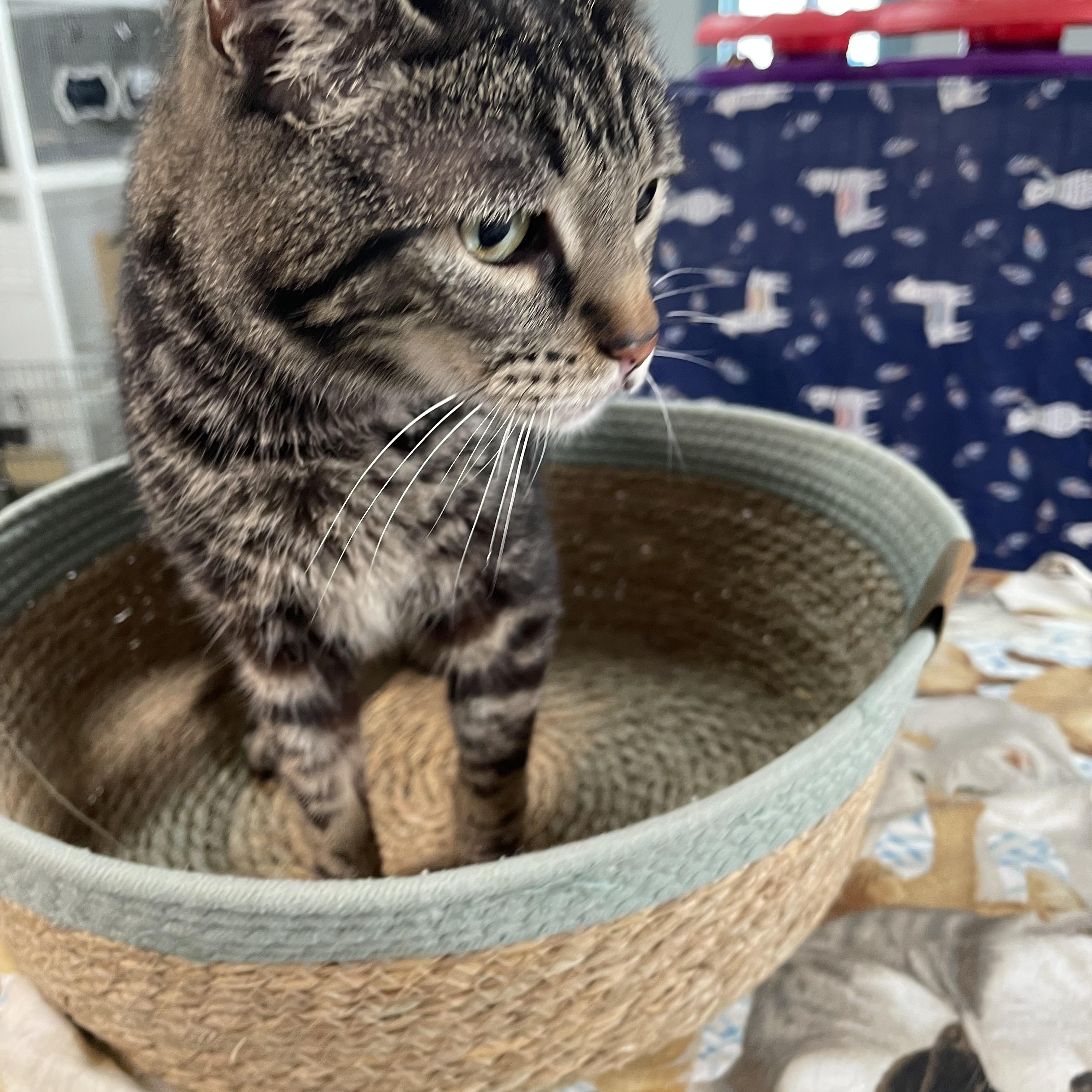 Pepsi - Front Paw Declawed, a Adoptable Tabby in Livonia, MI image 2/5