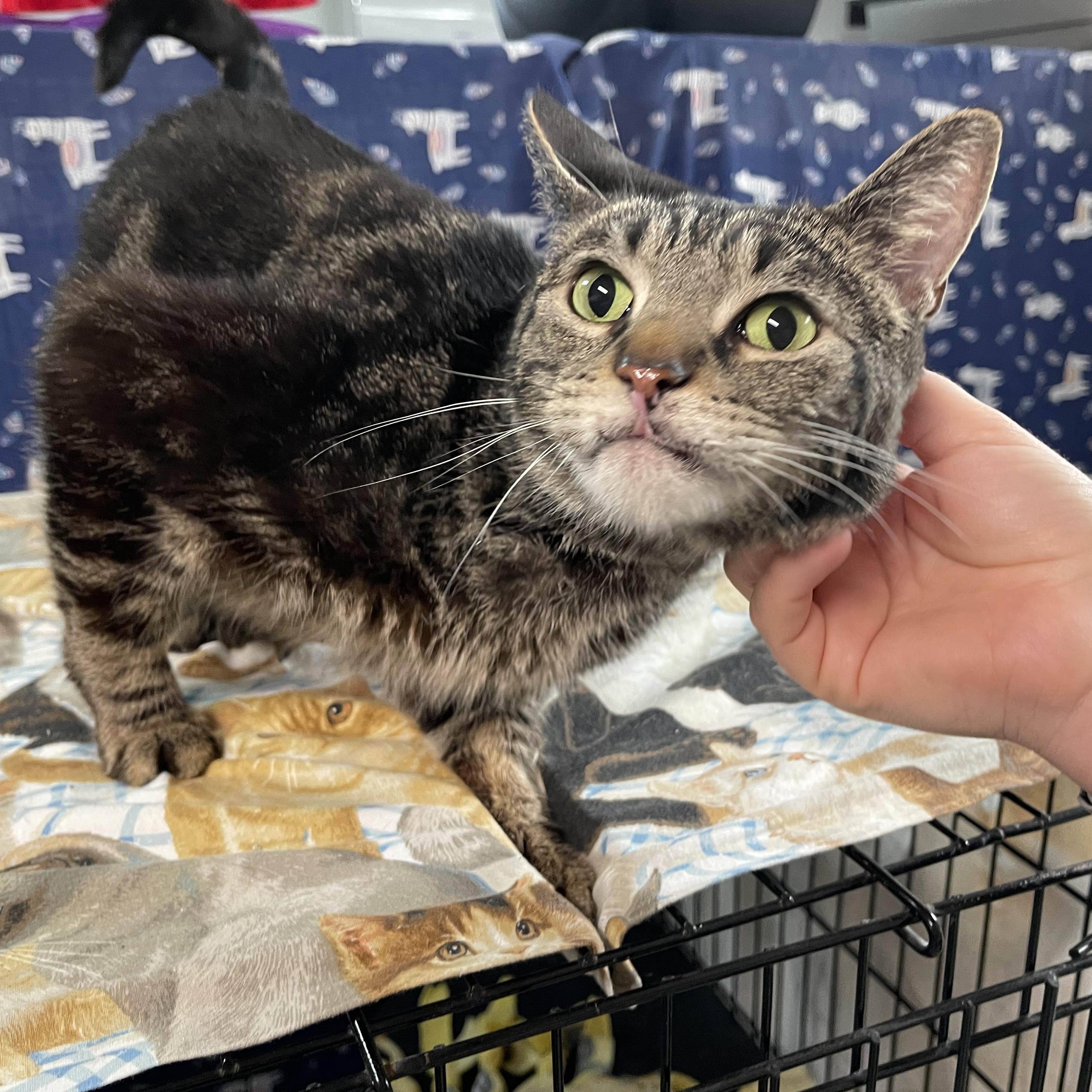 Pepsi - Front Paw Declawed, a Adoptable Tabby in Livonia, MI image 1/5