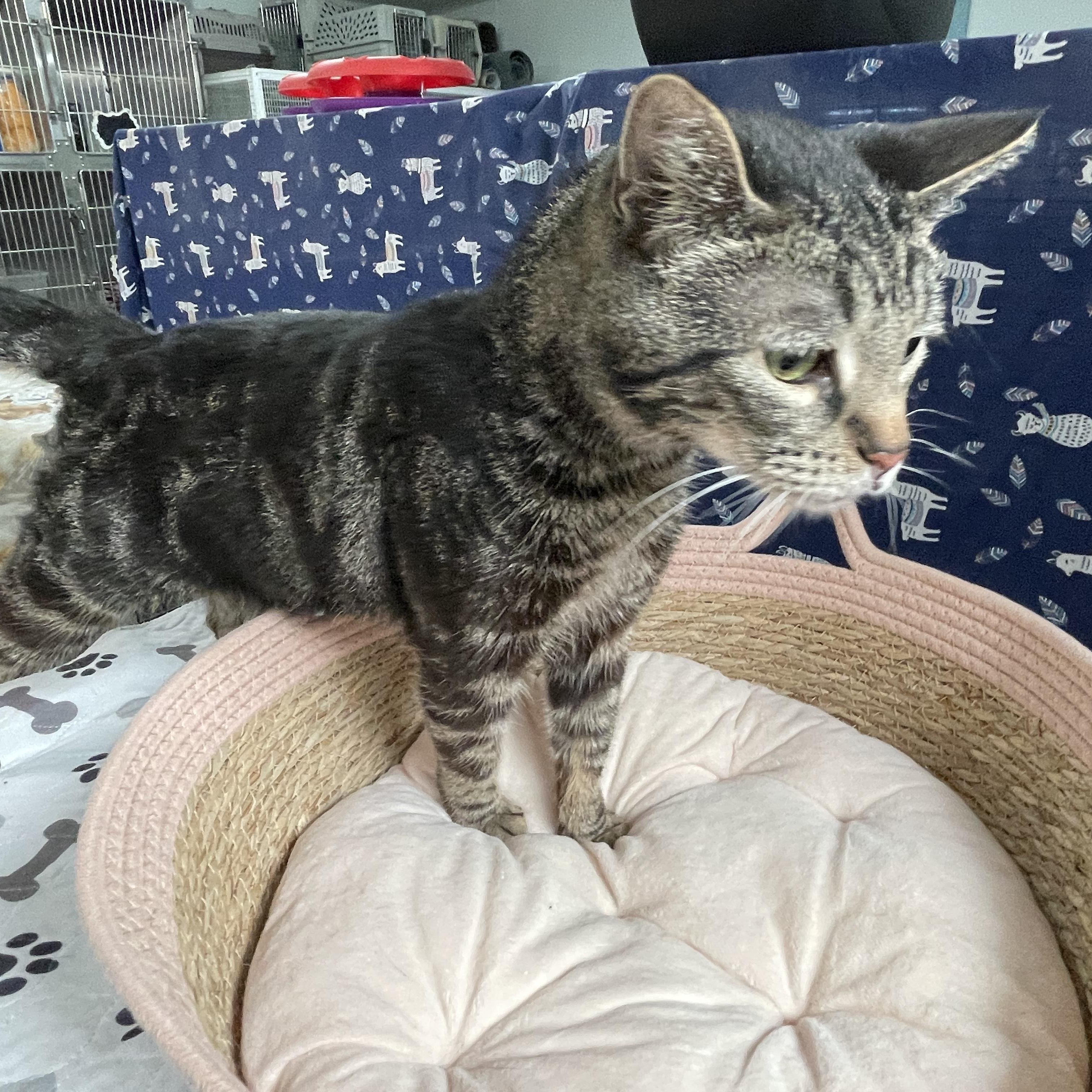 Pepsi - Front Paw Declawed, a Adoptable Tabby in Livonia, MI image 3/5