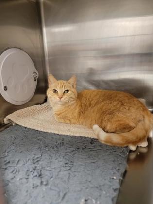 Rika, Adoptable, Adult Female Domestic Short Hair & Domestic Short Hair.