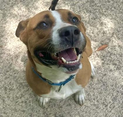 Finn, Adoptable, Young Male Pit Bull Terrier & Mixed Breed.
