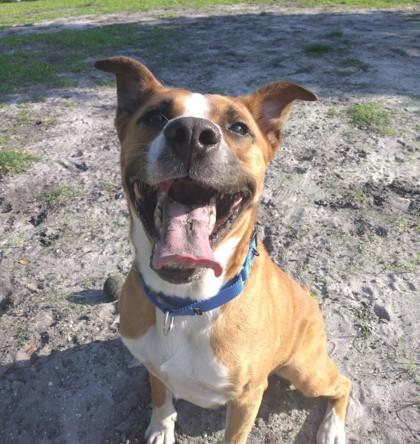 Finn, a Adoptable mixed breed in Palm Coast, FL image 2/3
