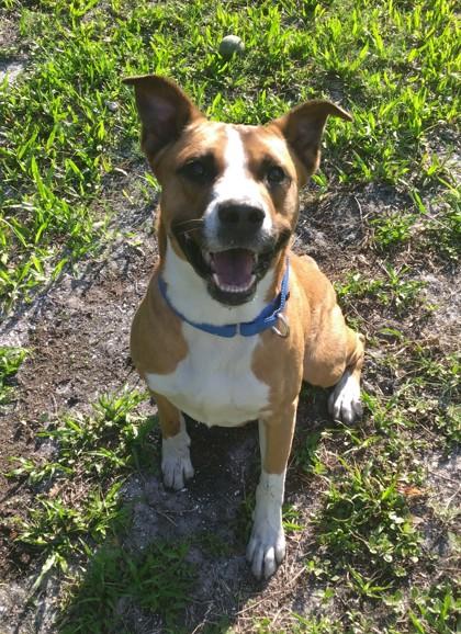 Finn, a Adoptable mixed breed in Palm Coast, FL image 3/3