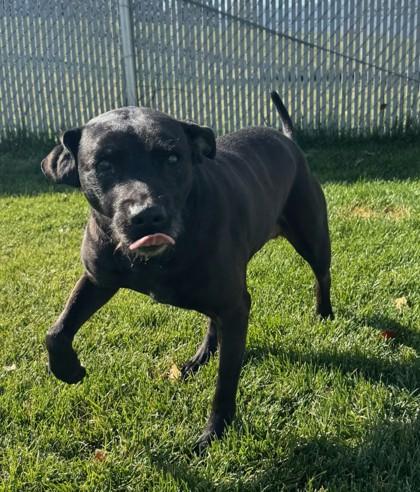Princess, Adoptable, Senior Female Airedale Terrier & Pit Bull Terrier.