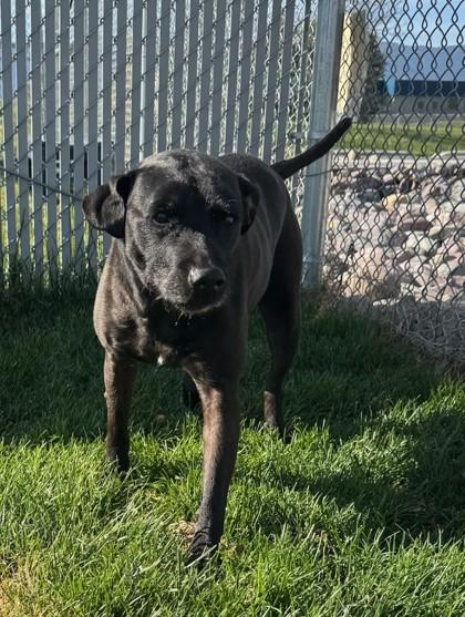 Enlarge Princess, a Adoptable mixed breed in Missoula, MT image 2/3