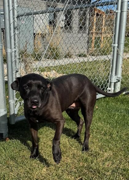 Enlarge Princess, a Adoptable mixed breed in Missoula, MT image 3/3