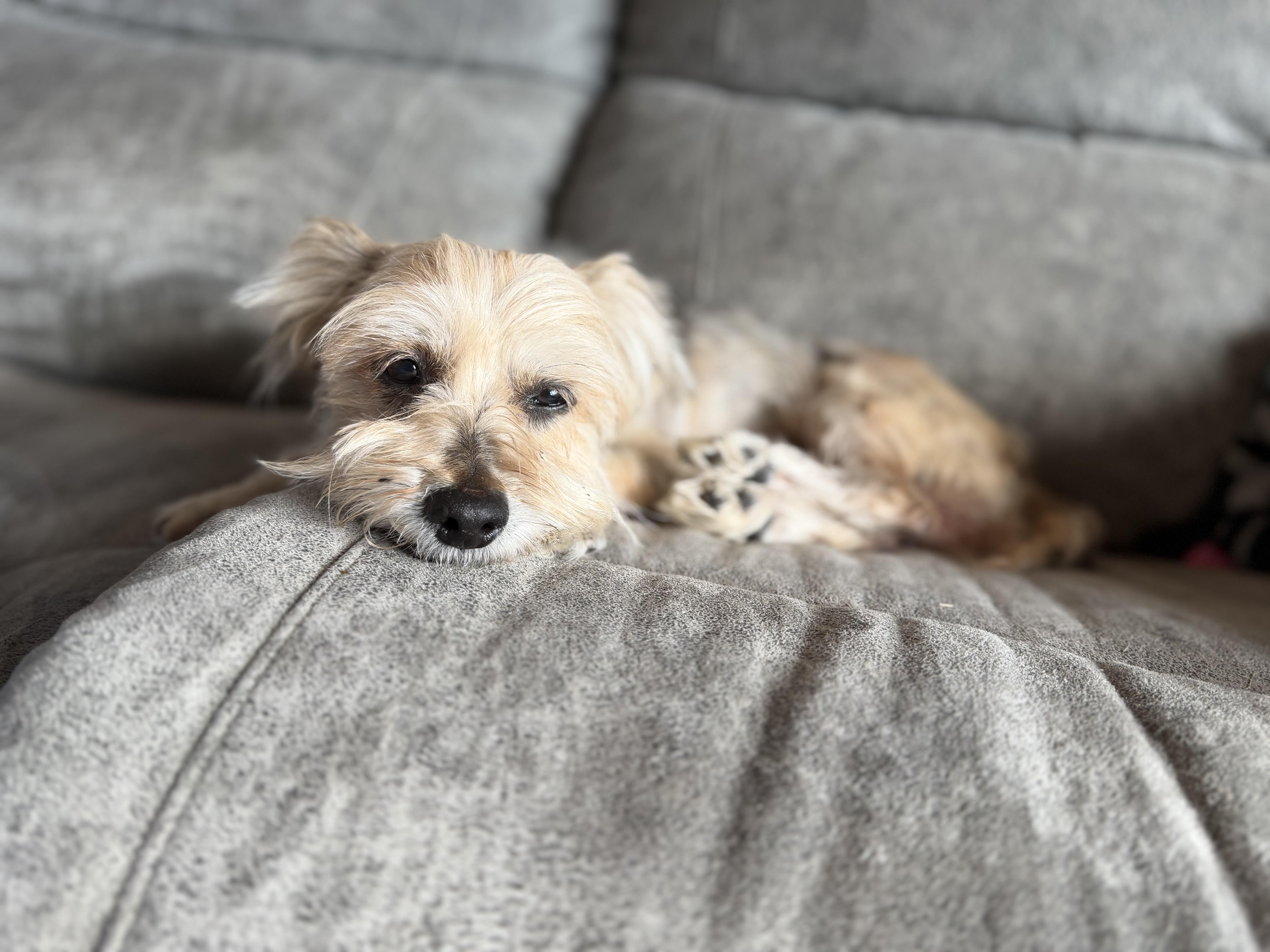 Enlarge Harry, a Adoptable mixed breed in Naperville, IL image 3/6