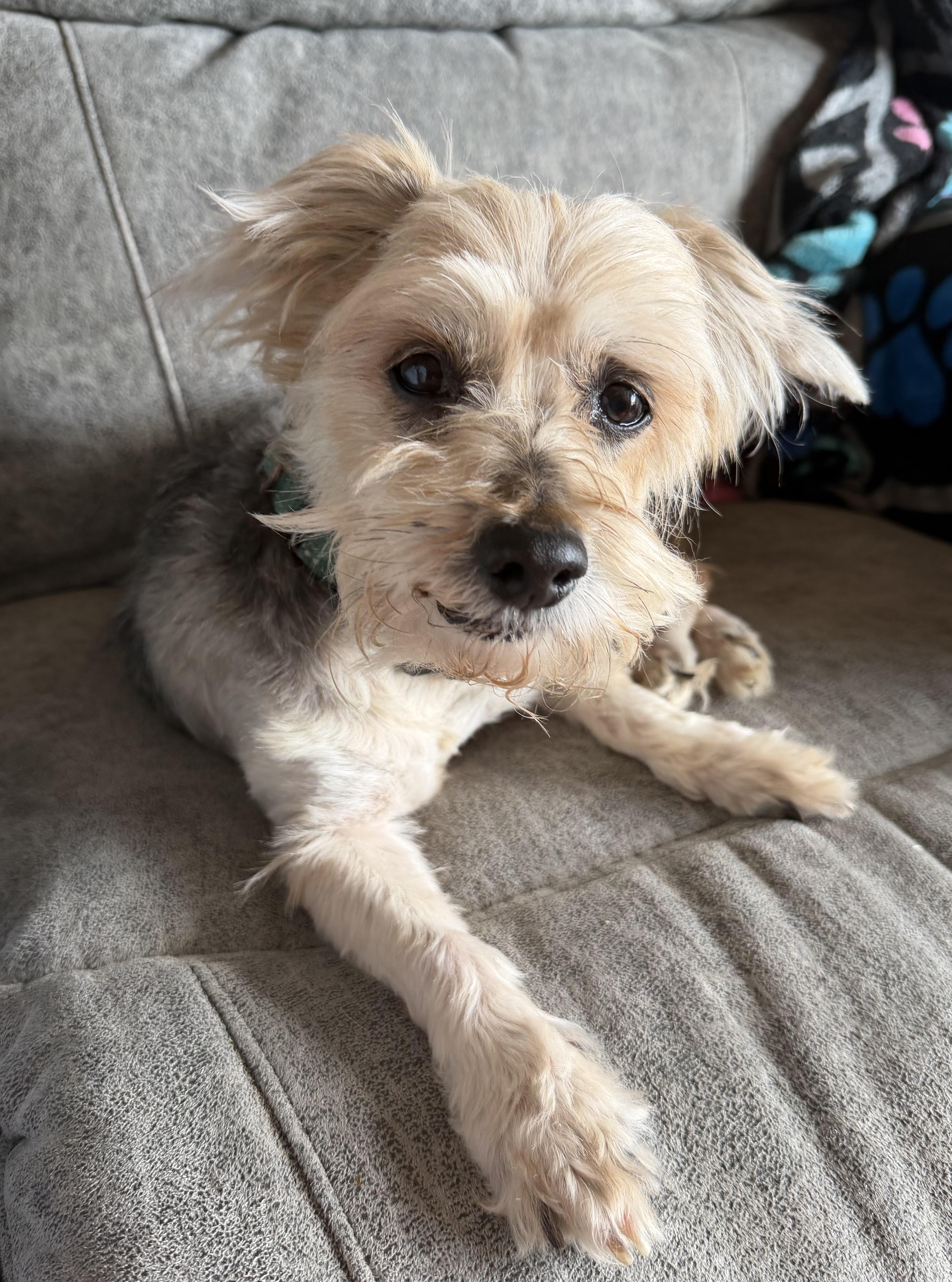 Enlarge Harry, a Adoptable mixed breed in Naperville, IL image 2/6
