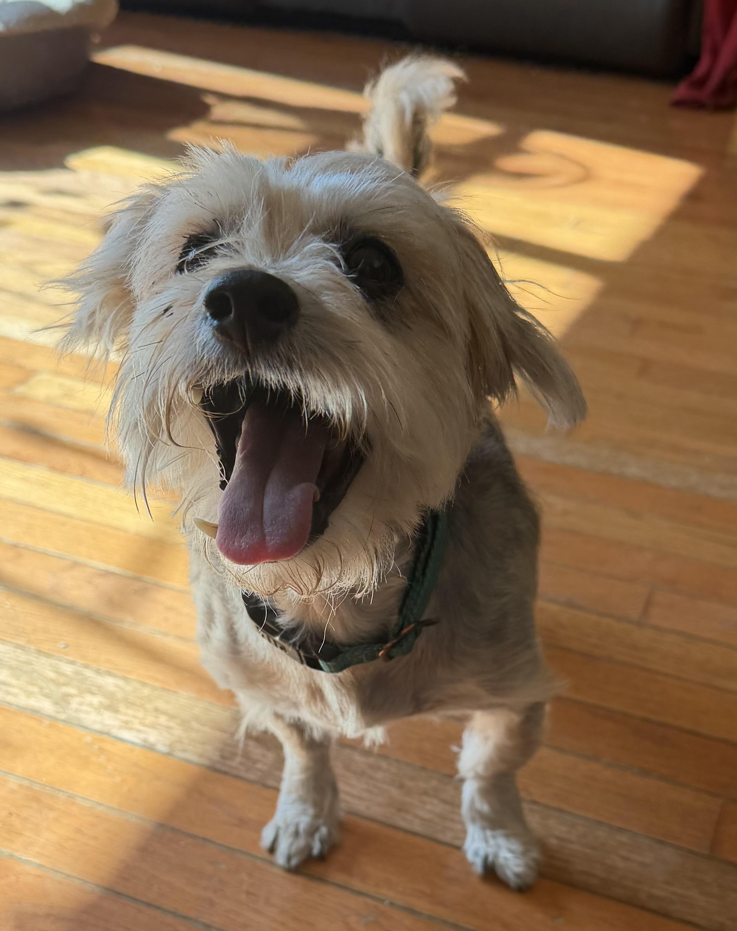 Harry, Adoptable, Senior Male Yorkshire Terrier.
