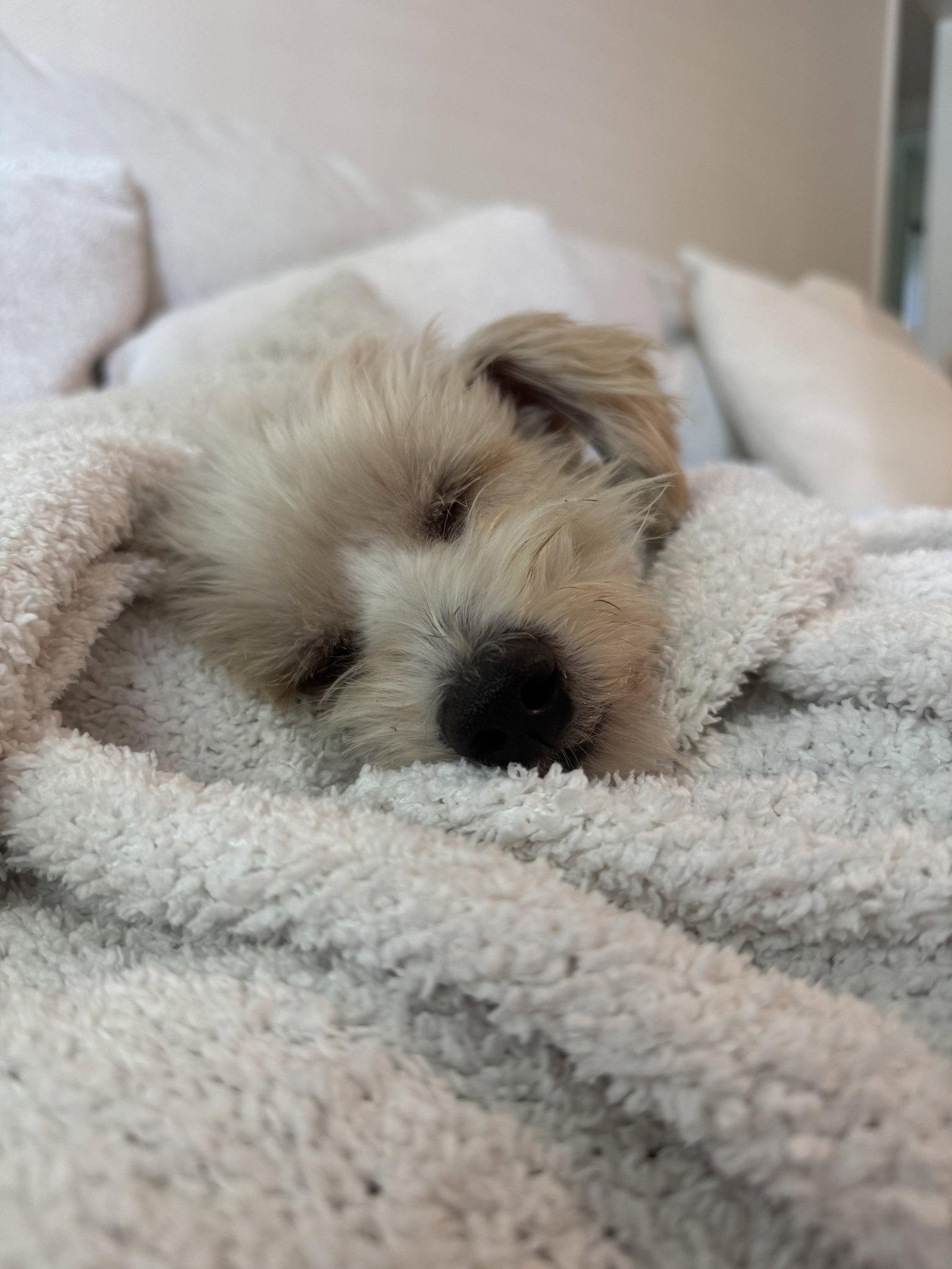 Bentley, a Adoptable mixed breed in Valrico, FL image 1/3
